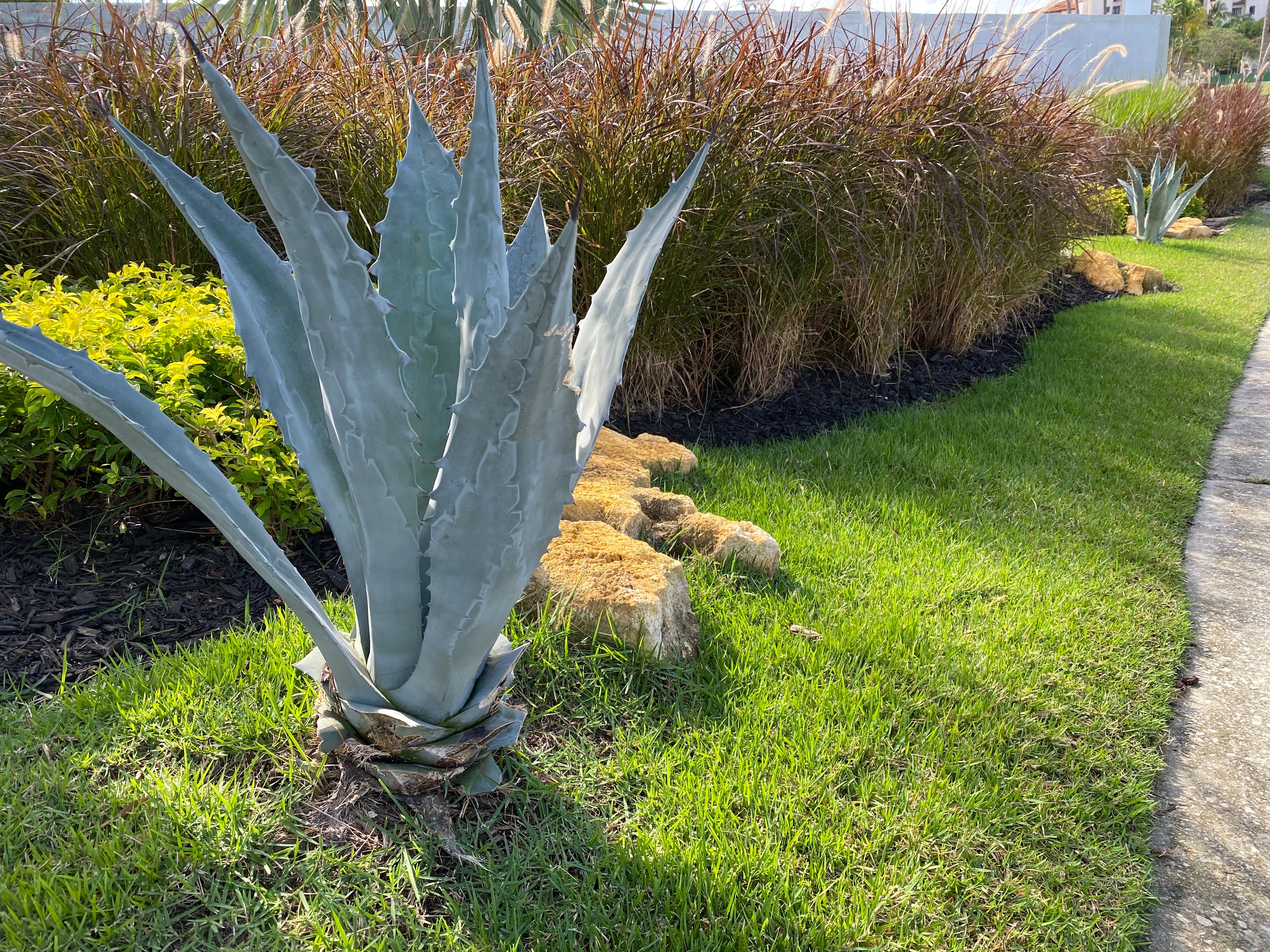 Red Fountain Grass - Image 10