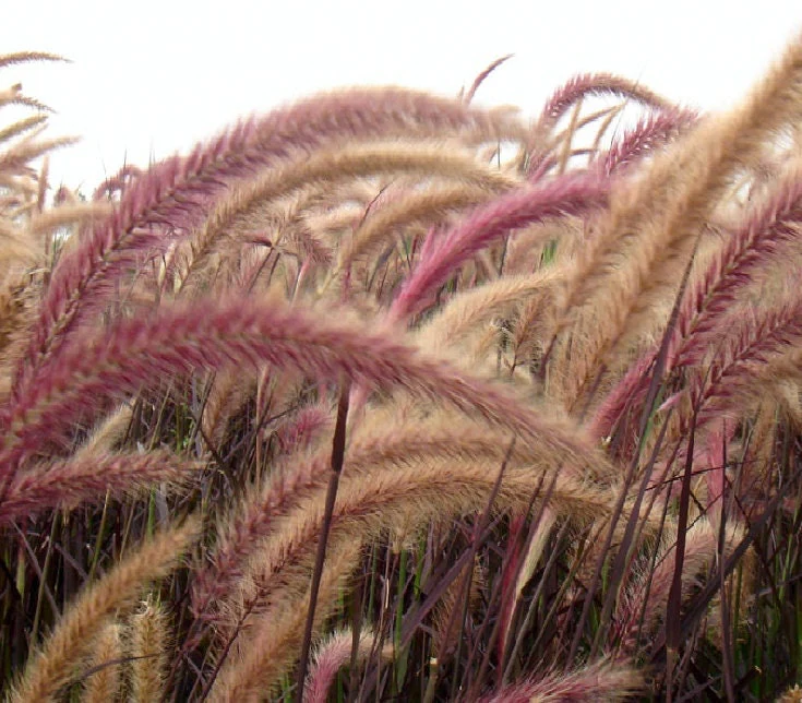 Red Fountain Grass - Image 6