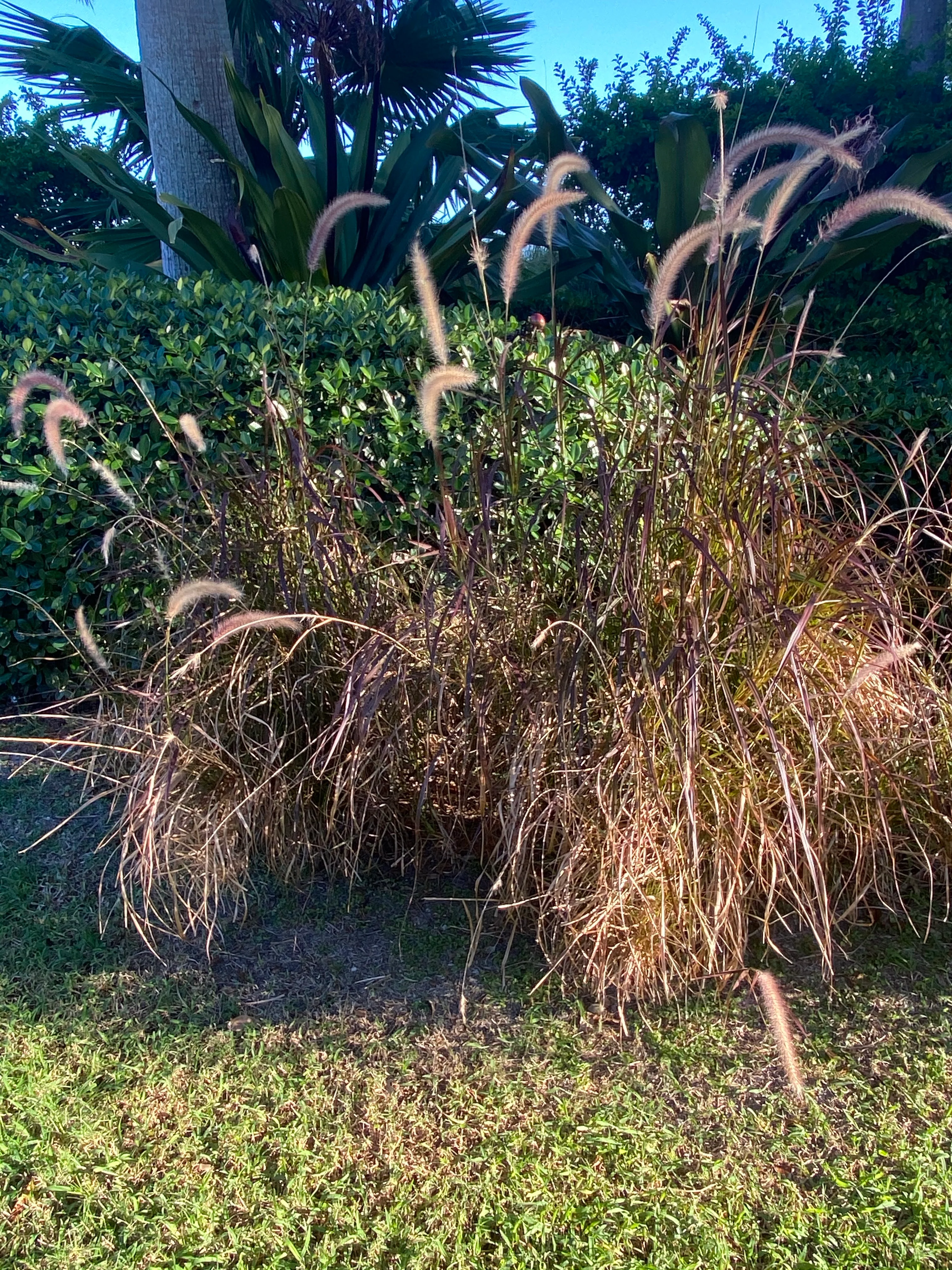 Red Fountain Grass - Image 8