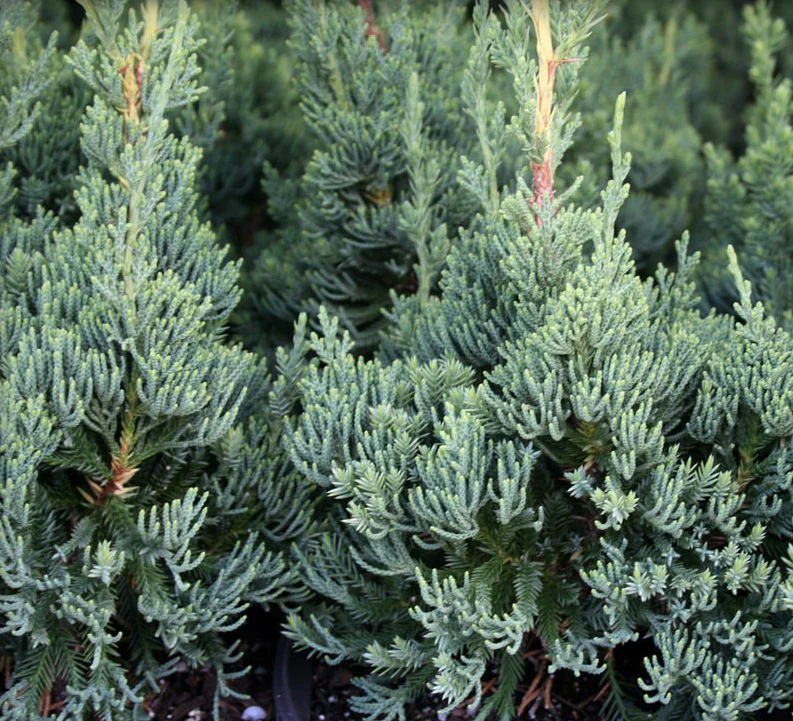 Robusta Green Juniper, Juniperus chinensis, Christmas tree - Image 2