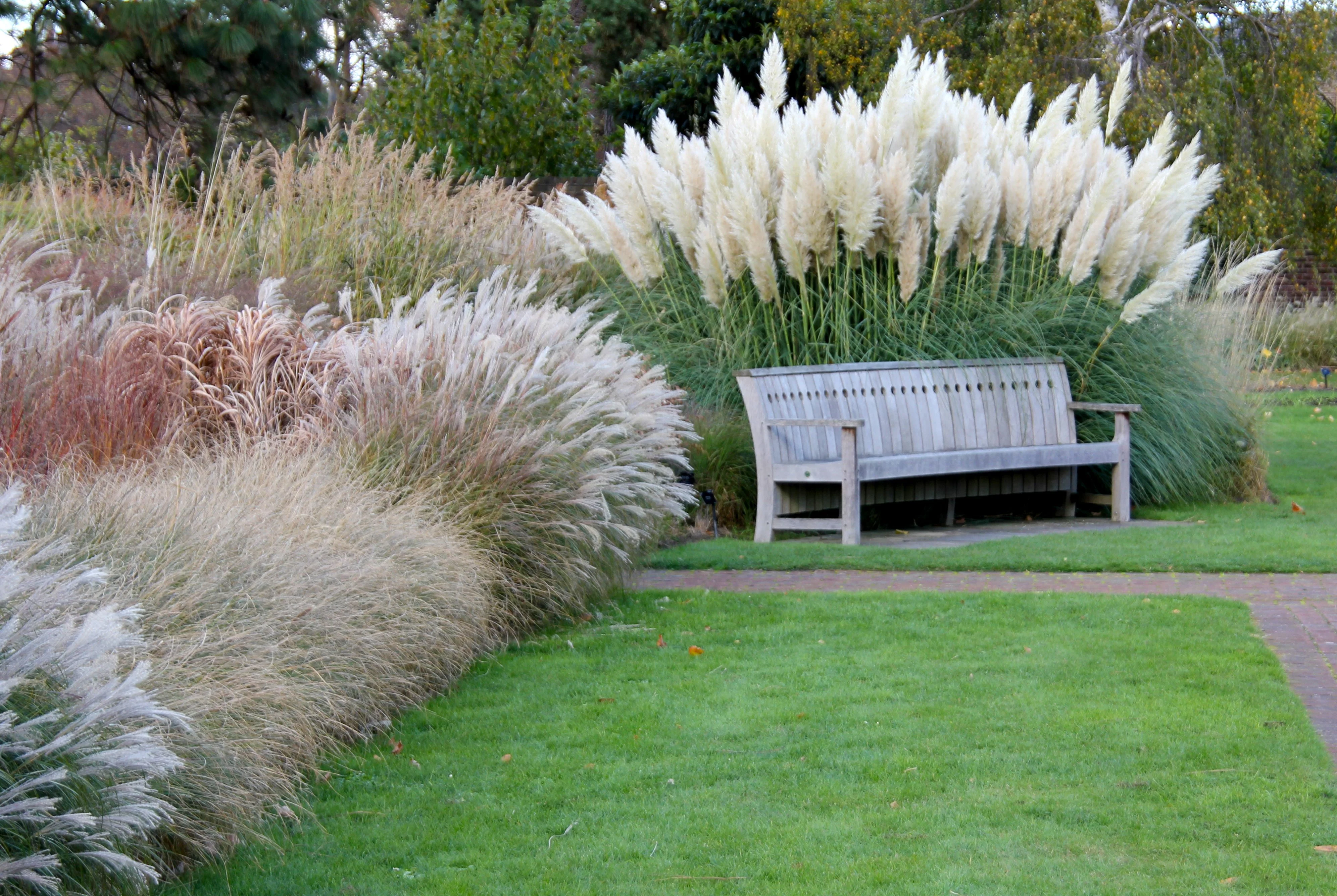 Rosea Pink Pampas Grass - Image 7