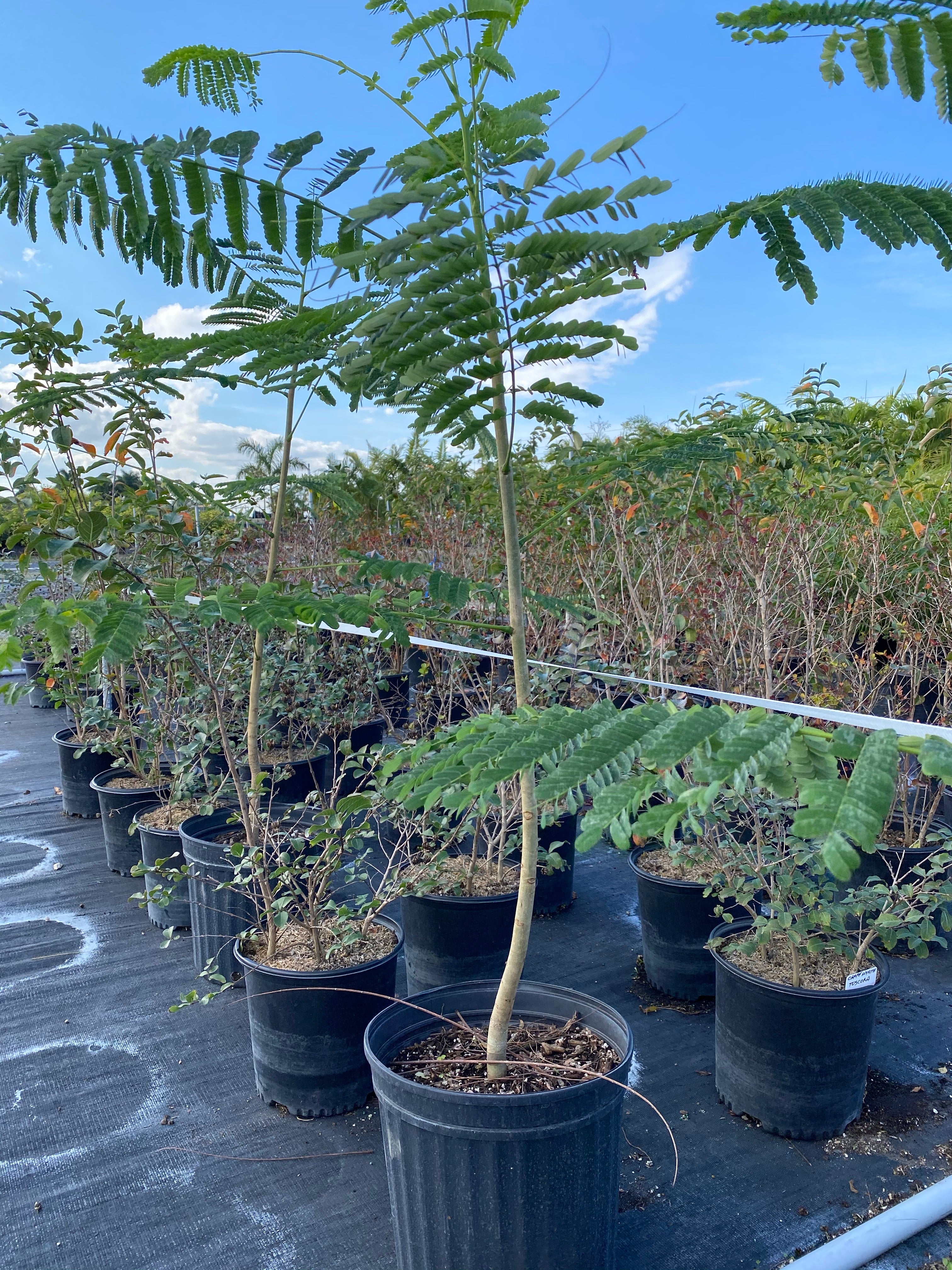 Royal Poinciana, Delonix Regia, Flamboyant Tree, Flame Tree - Image 3