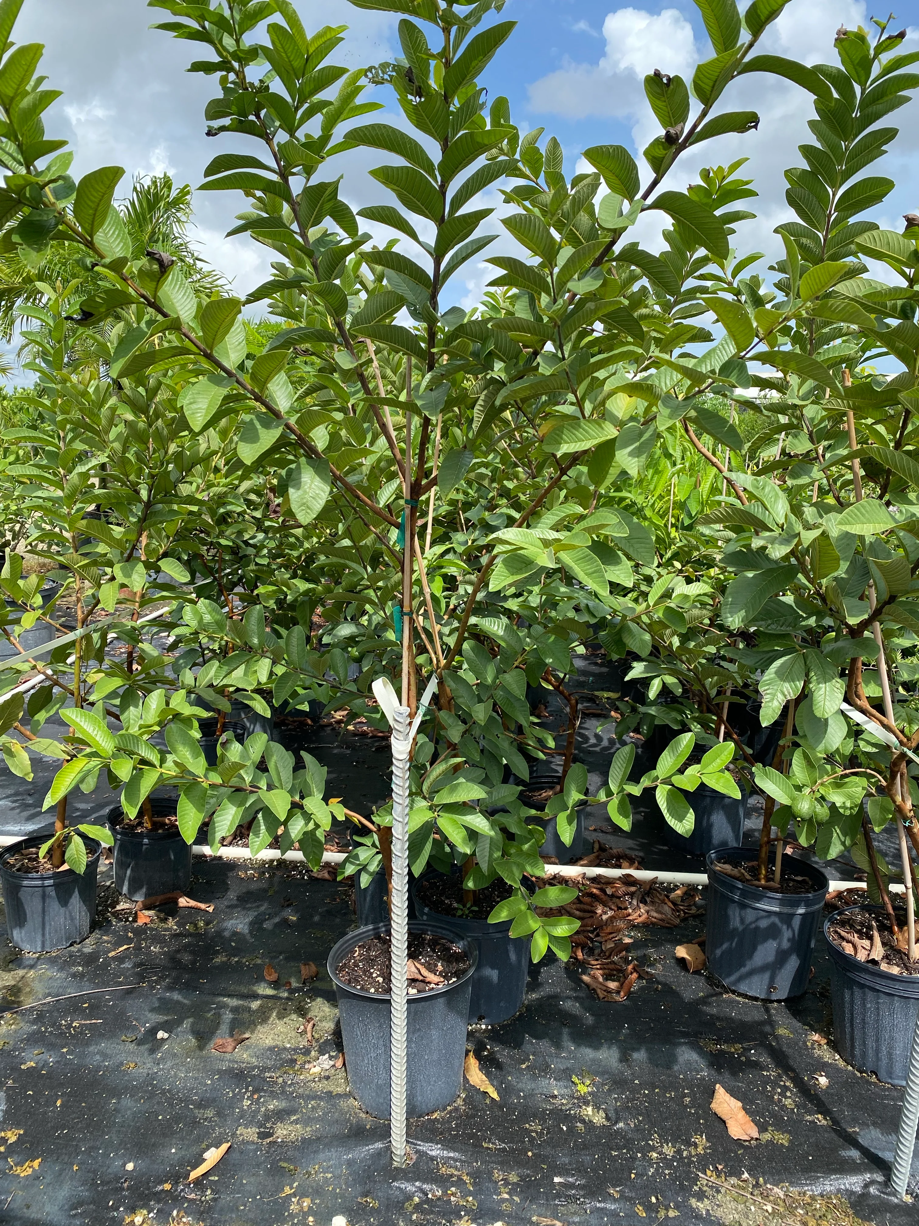 Ruby Supreme Guava Fruit Tree, Psidium Guajava - Image 6