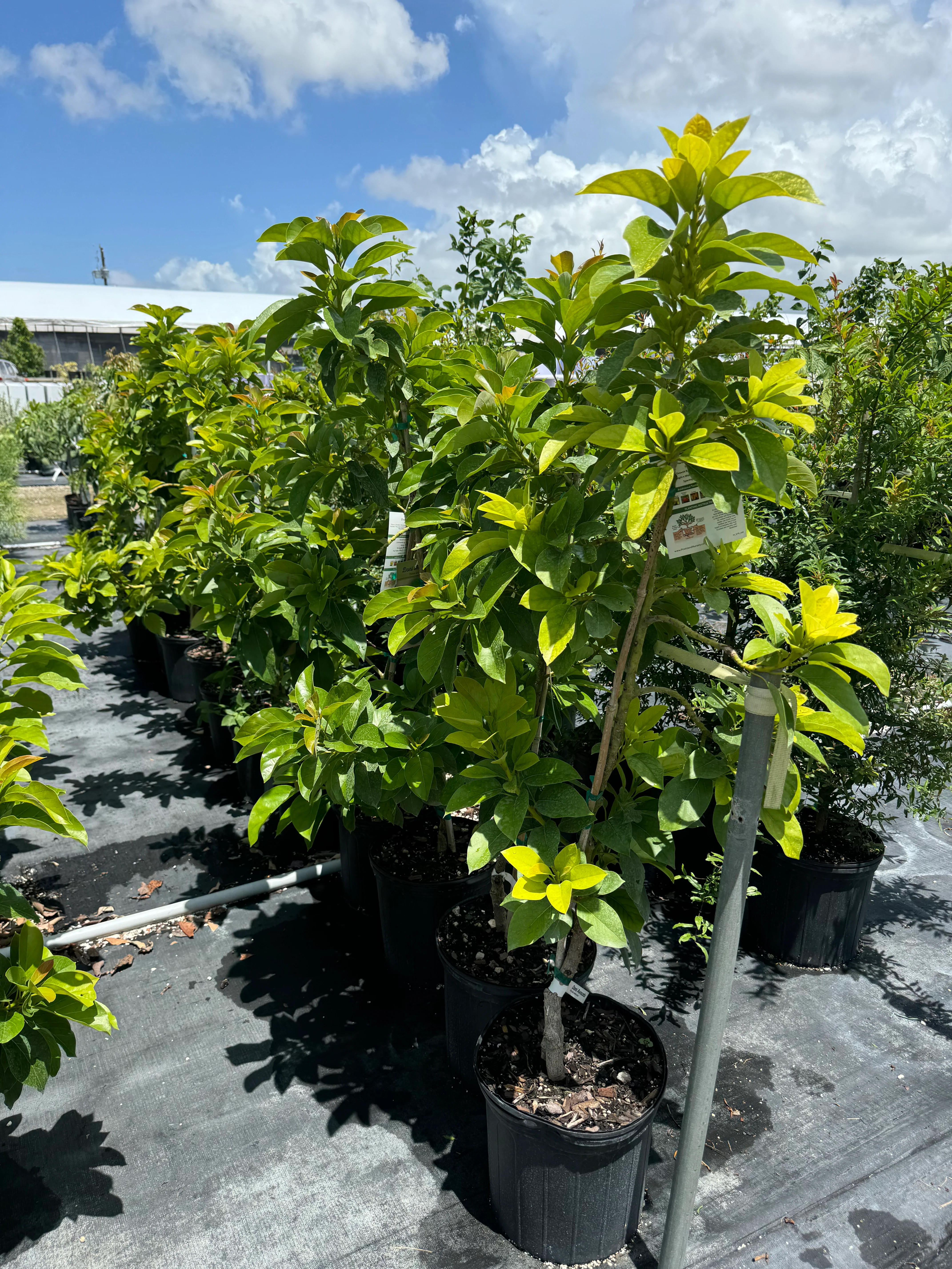 Ruby Supreme Guava Fruit Tree, Psidium Guajava - Image 8