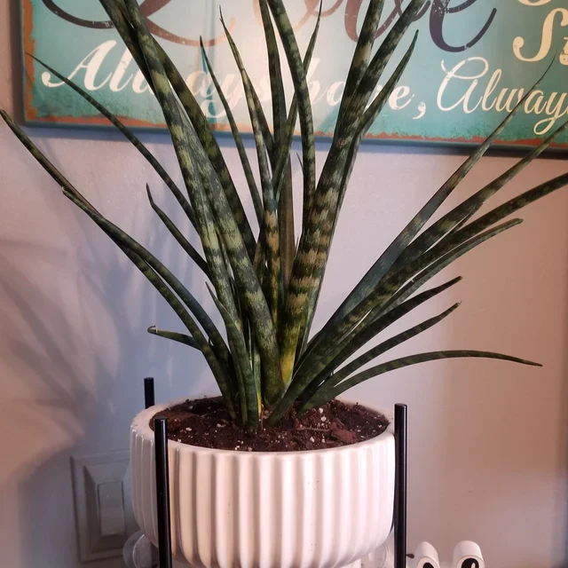 Sansevieria Fernwood Mikado, Snake Plant - Image 3