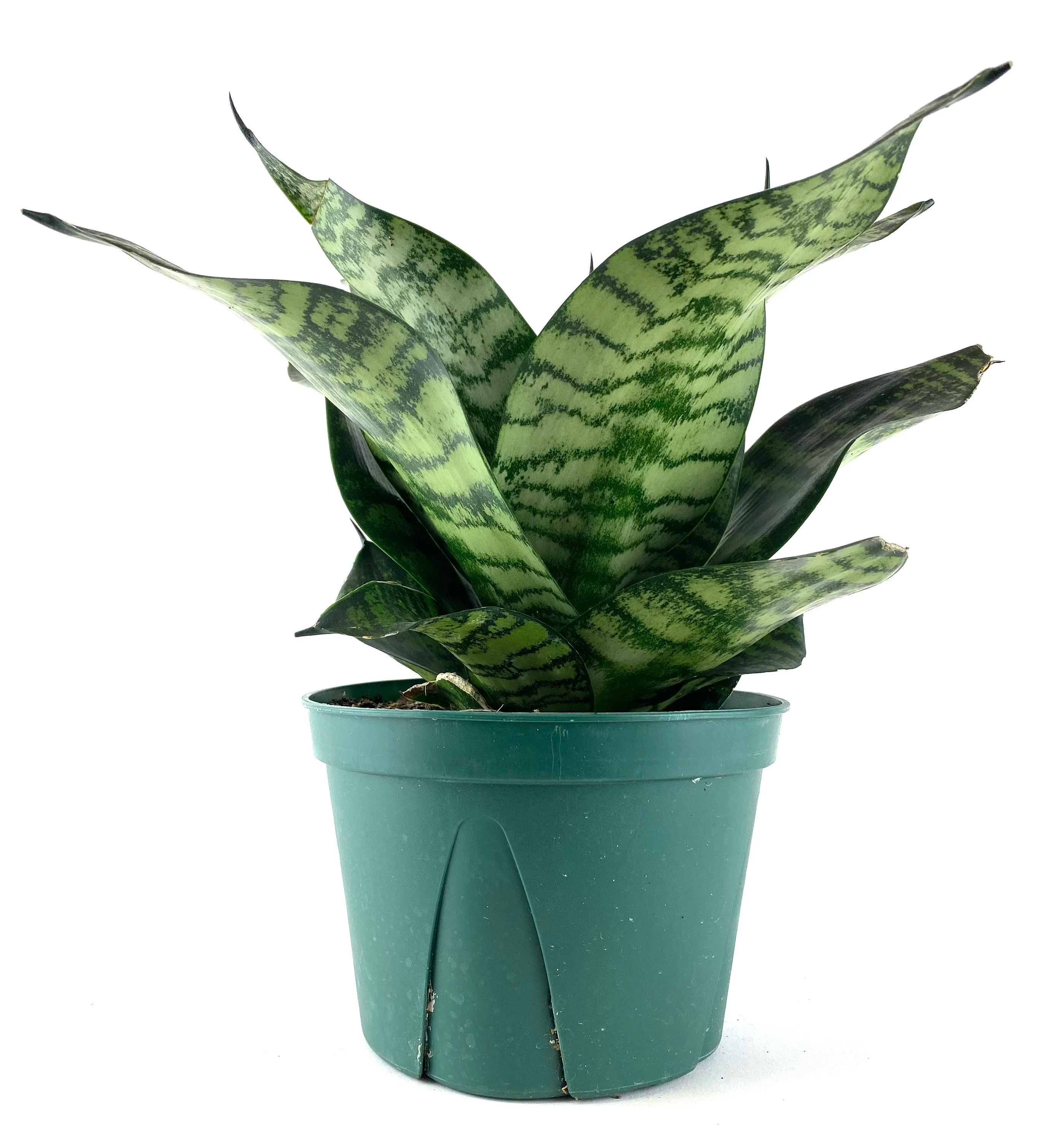 Sansevieria Hahnii Dwarf Robusta, Snake Plant, 6in White Deco Pot - Image 3