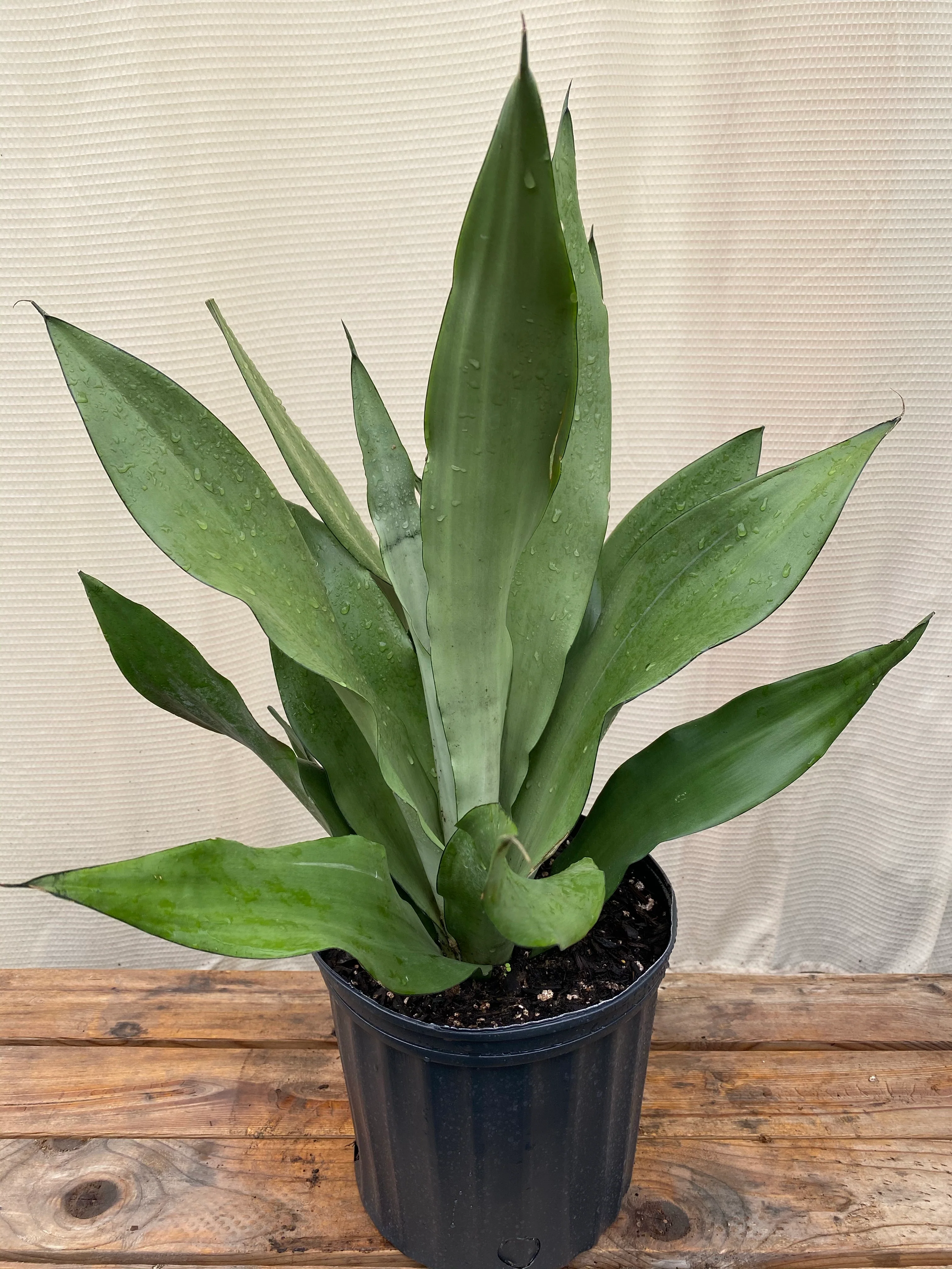 Sansevieria Moonshine Snake Plant - Image 5