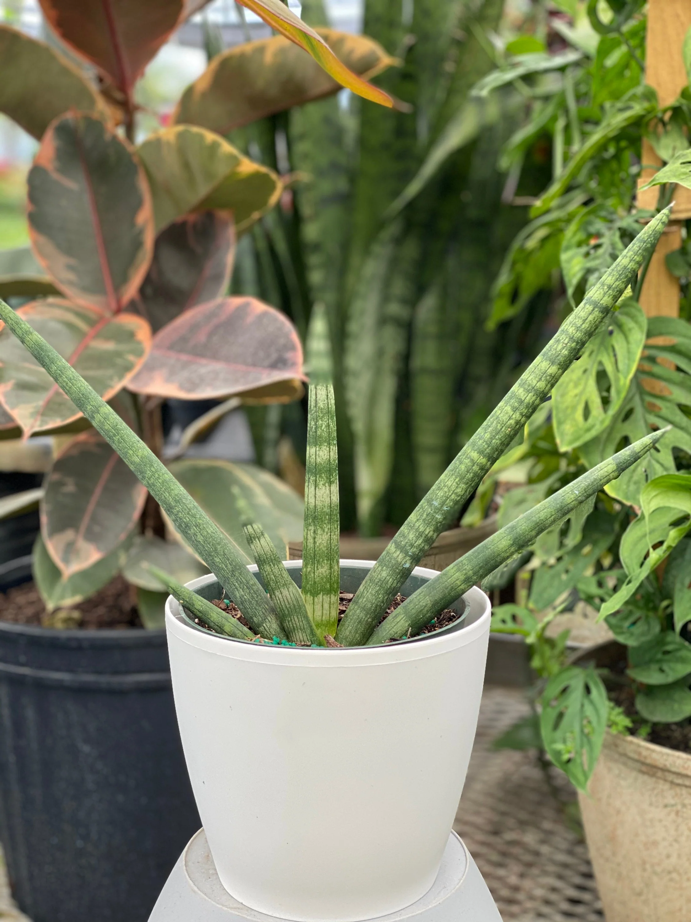 Sansevieria Starfish, Snake Plant, Deco Pot - Image 3