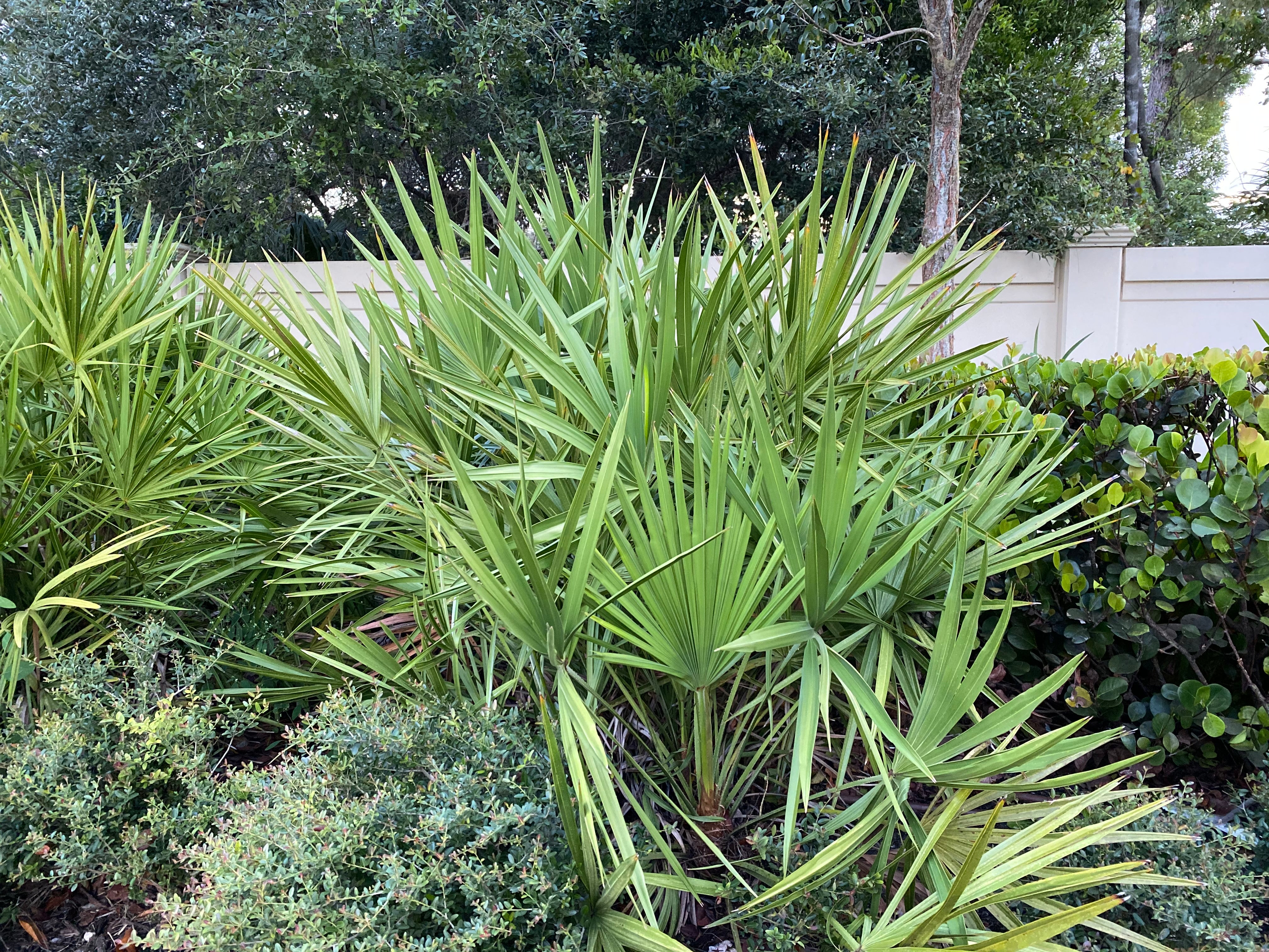 Saw Palmetto Green, Serenoa Repens - Image 4