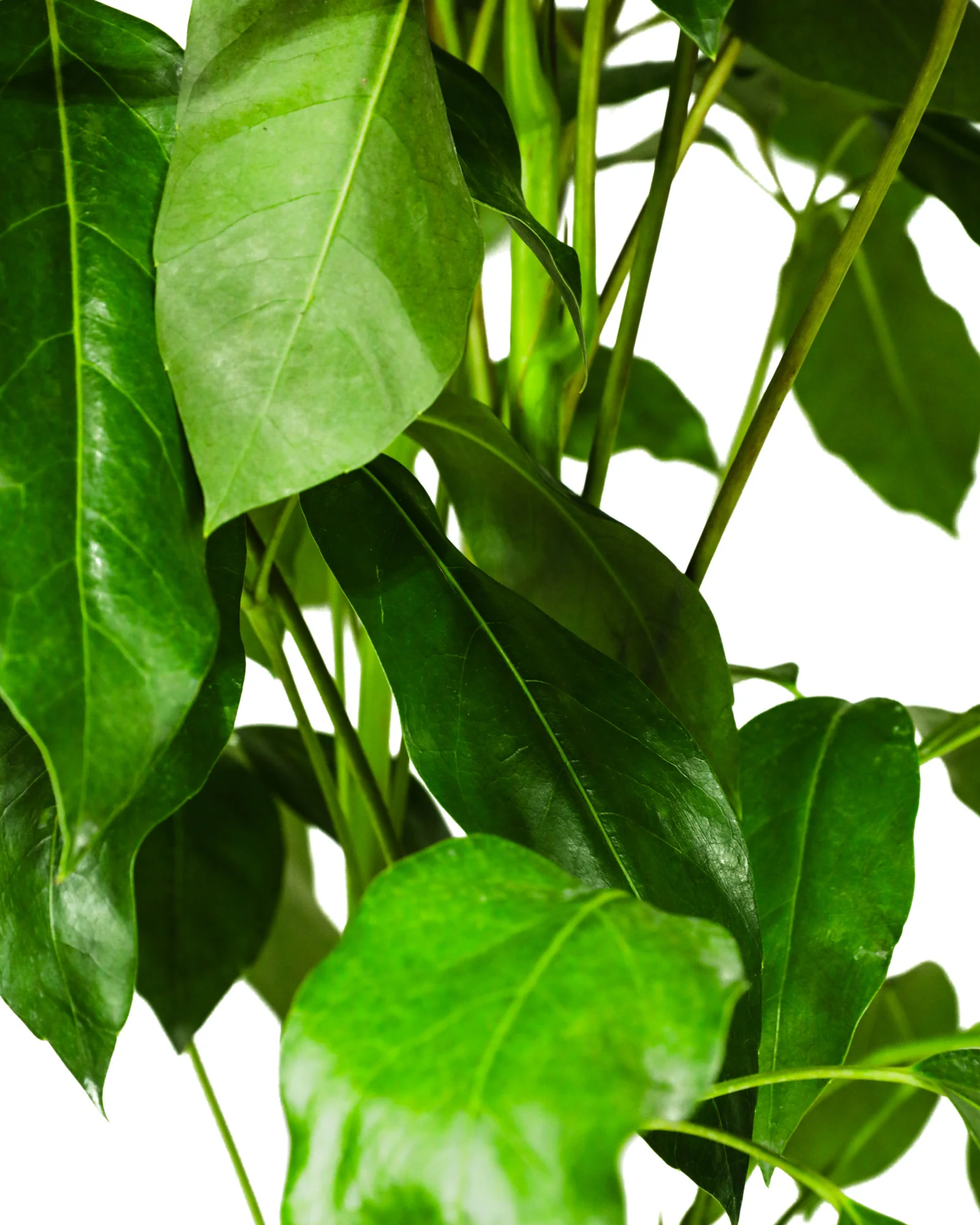 Schefflera Amate, Umbrella Tree - Image 3