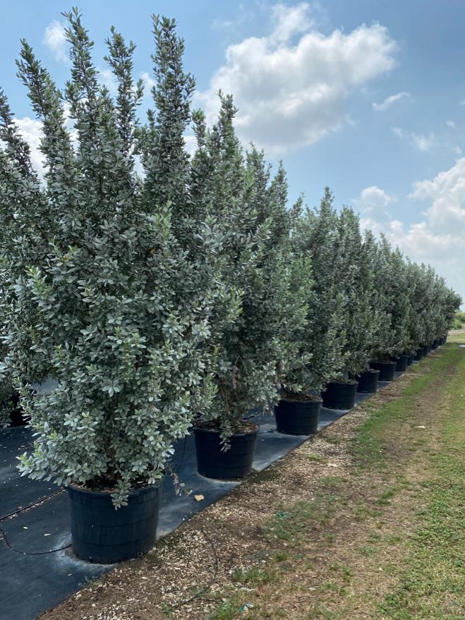 Silver Buttonwood Bush Form - Image 6