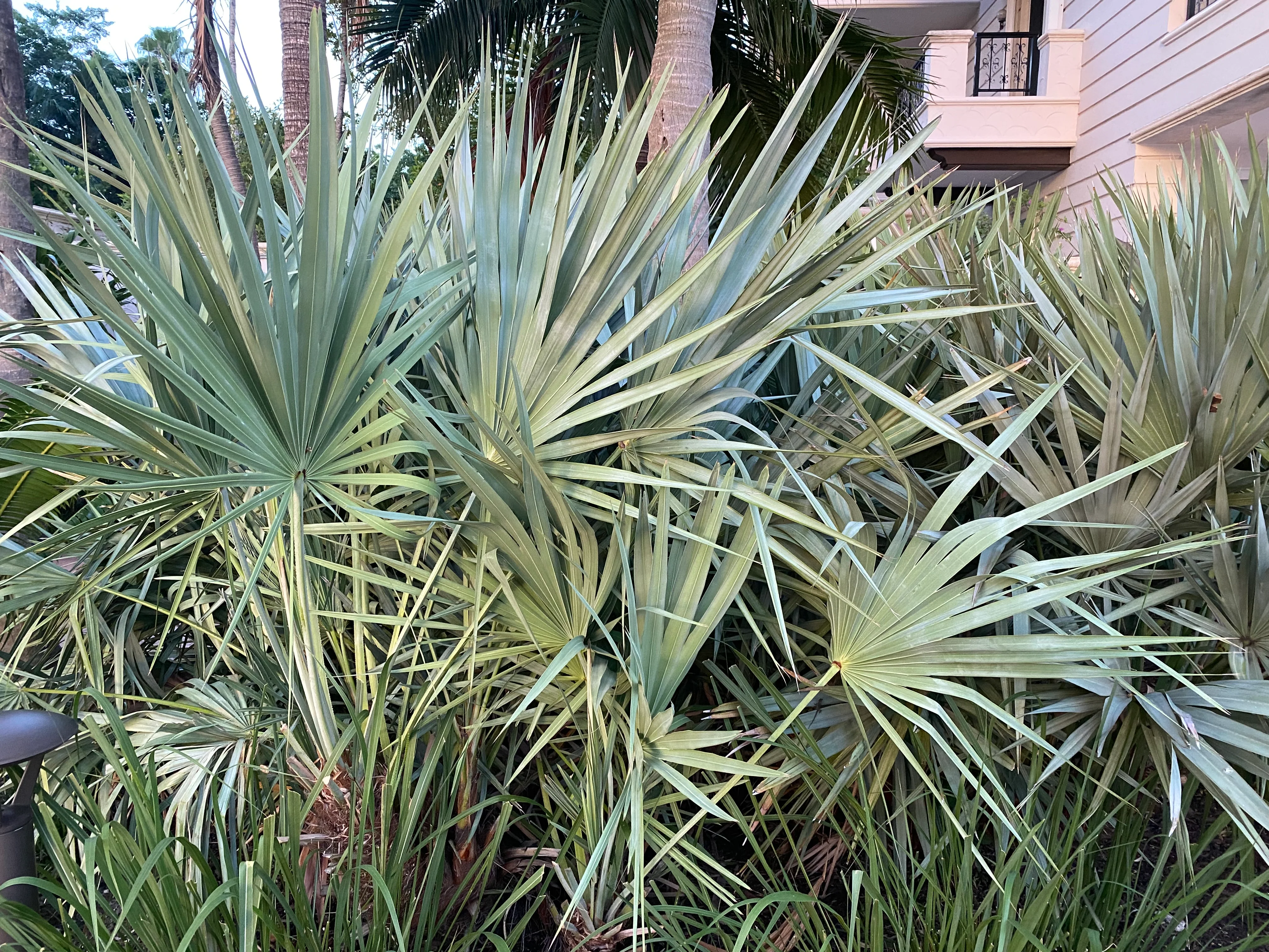 Silver Saw Palmetto, Georgia Silver - Image 10