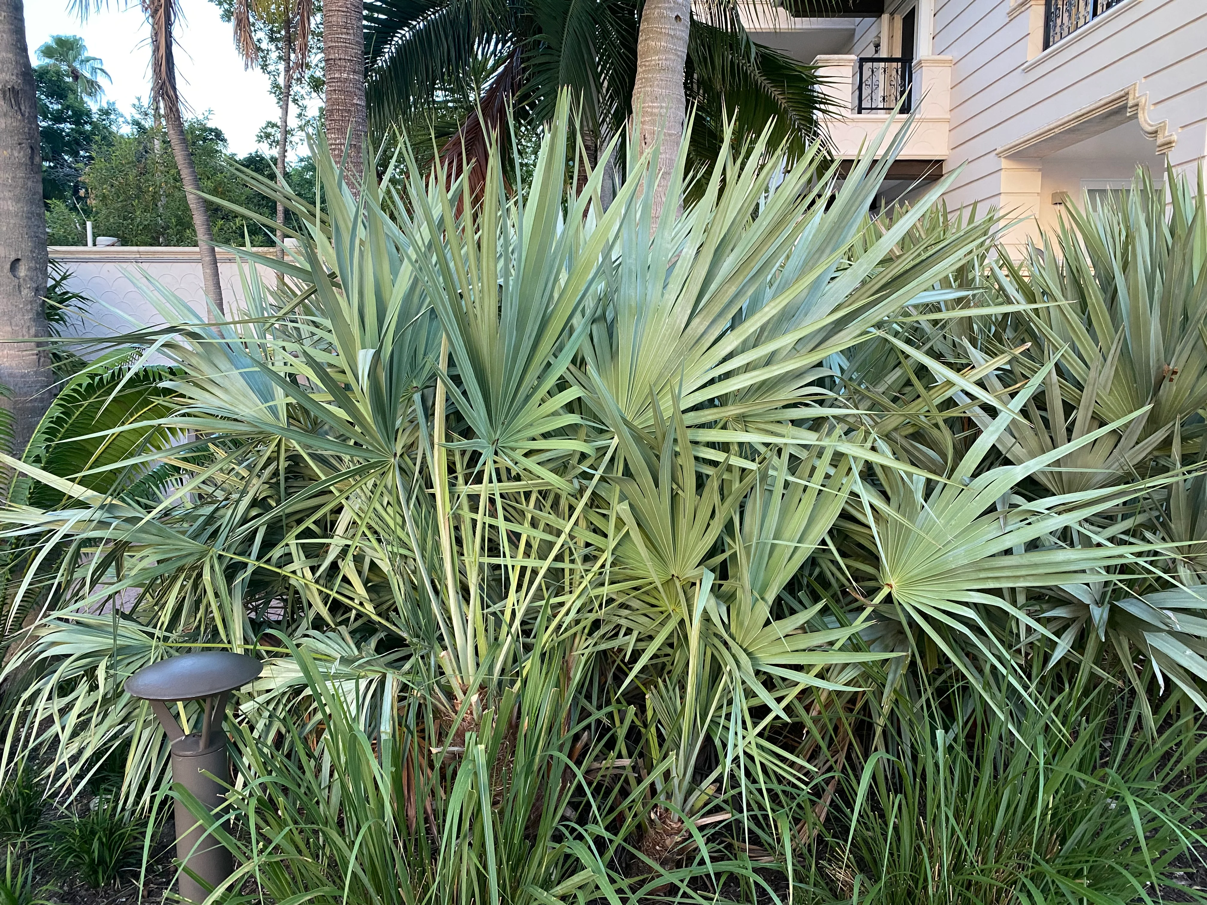 Silver Saw Palmetto, Georgia Silver - Image 11