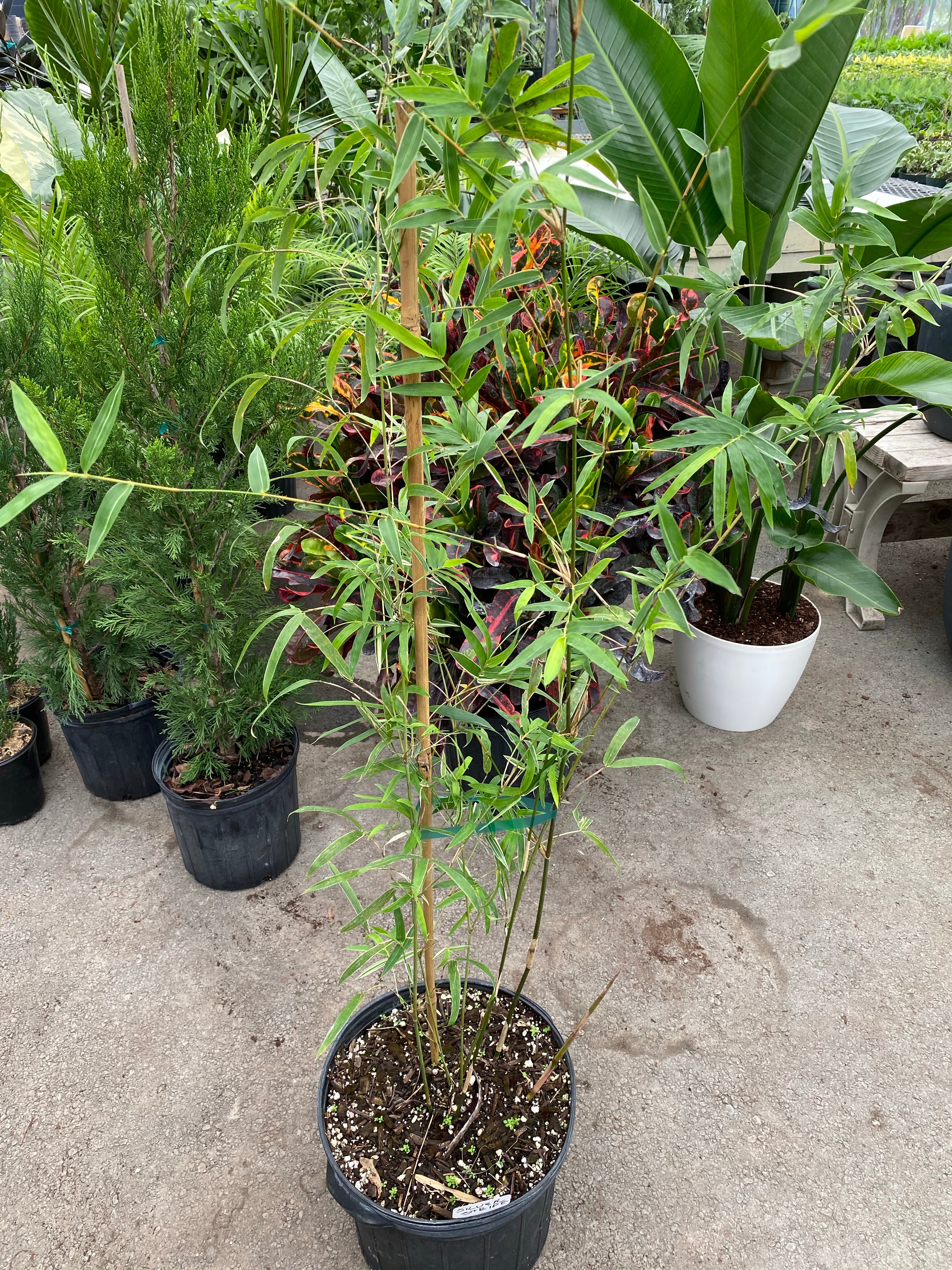 Silverstripe Bamboo Bambusa multiplex - Image 6