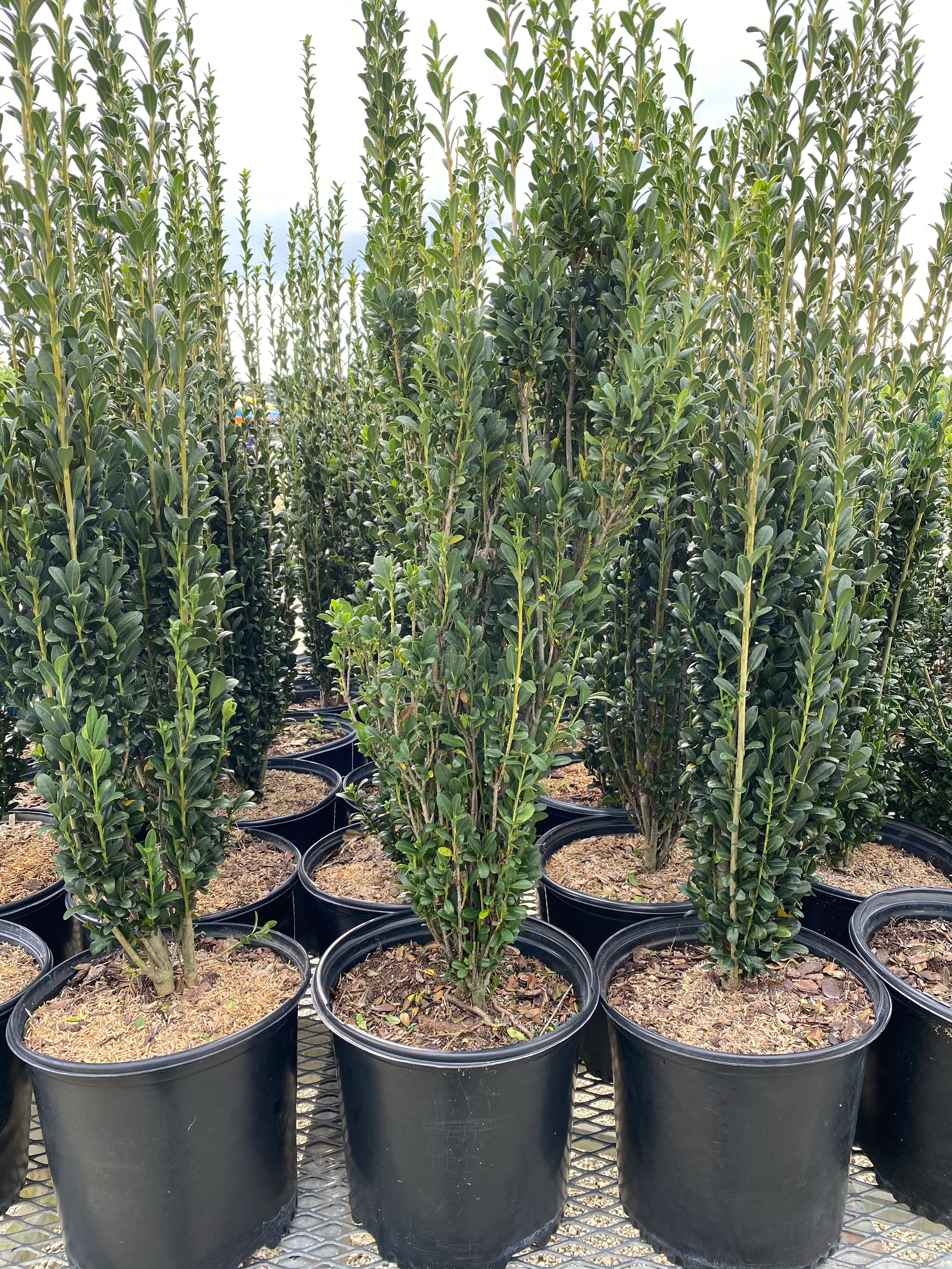 Ilex crenata 'Sky Pencil' Japanese Holly - Image 7
