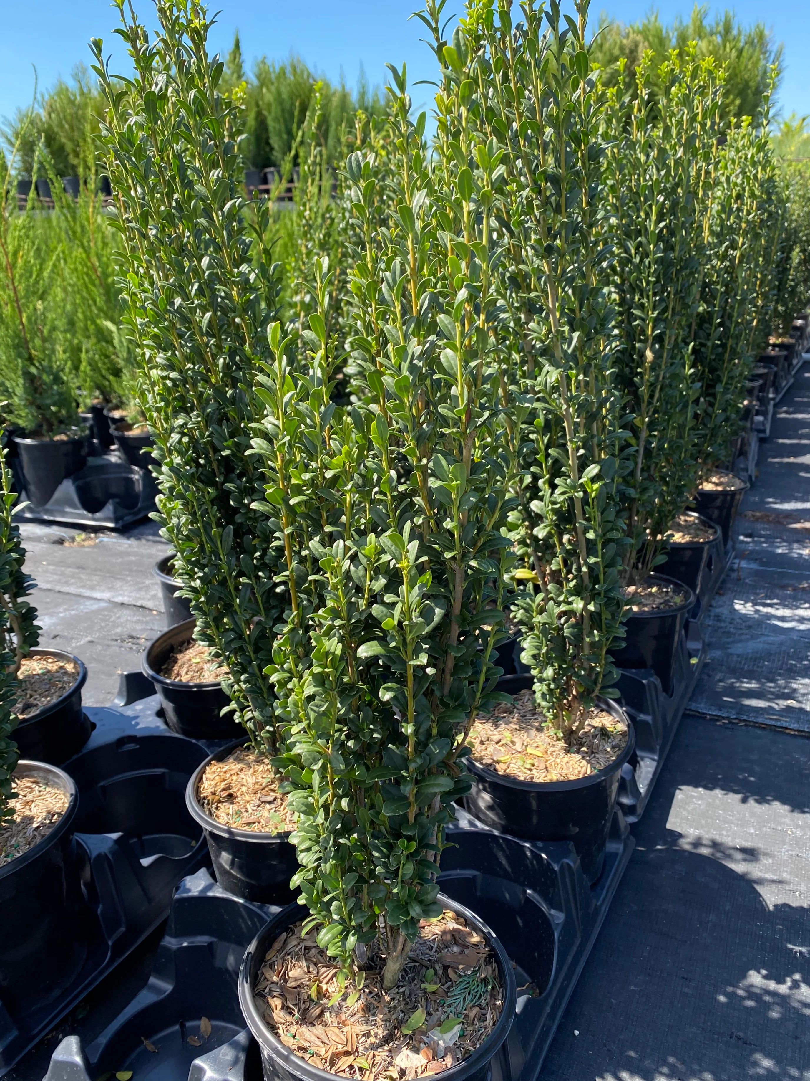 Ilex crenata 'Sky Pencil' Japanese Holly - Image 8