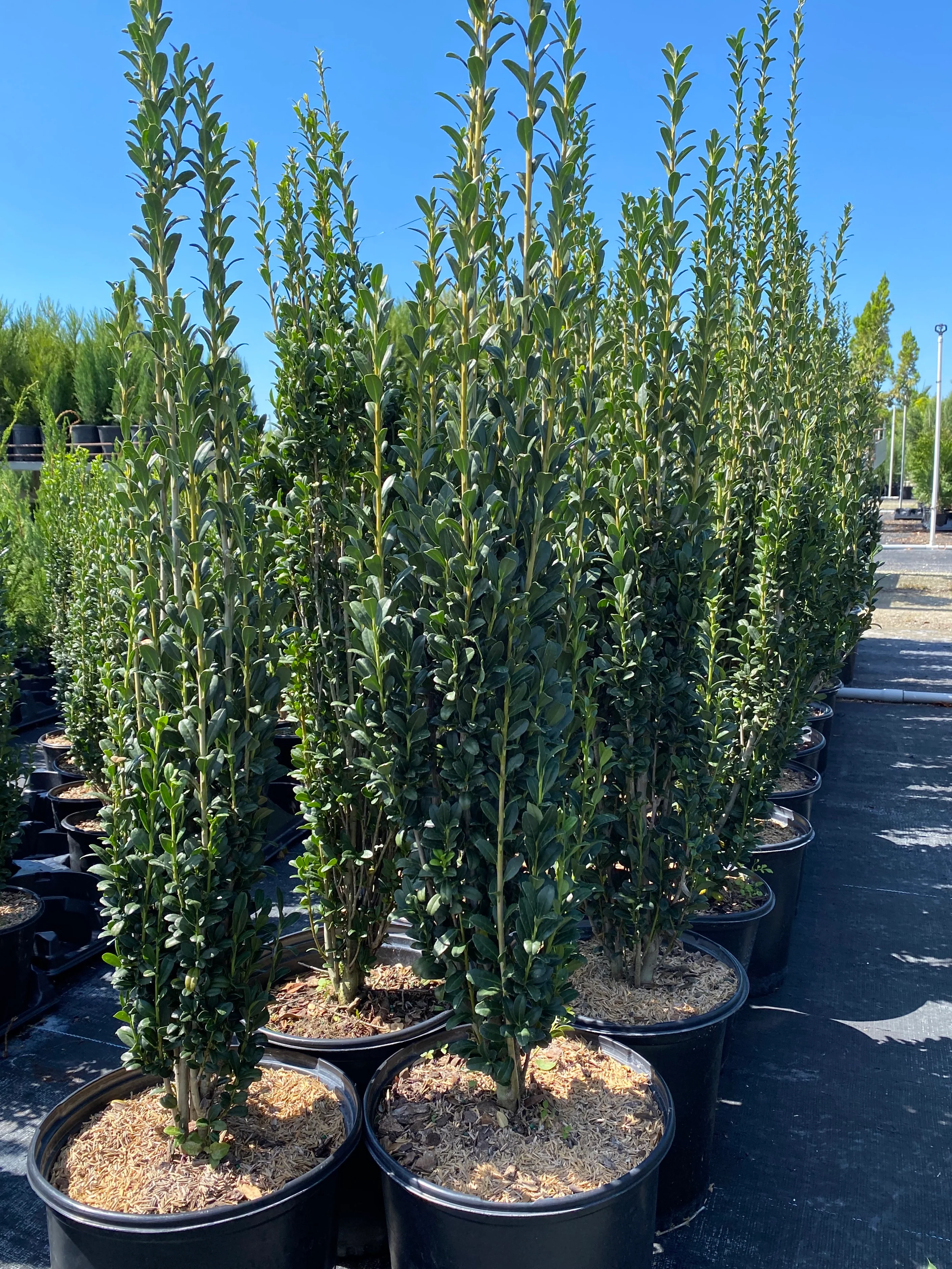 Ilex crenata 'Sky Pencil' Japanese Holly - Image 9
