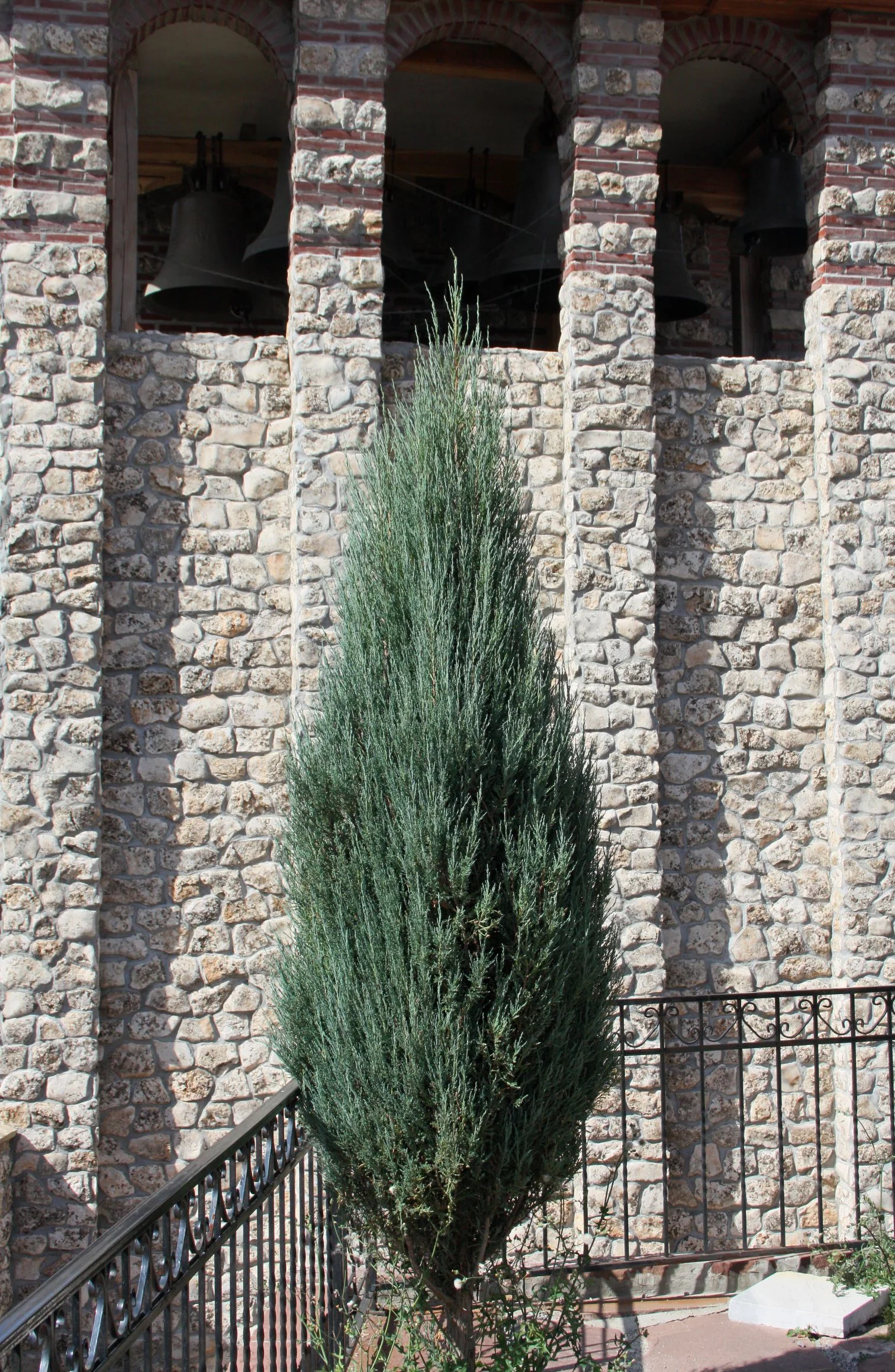Skyrocket Juniper Tree Rocky Mountain - Image 3