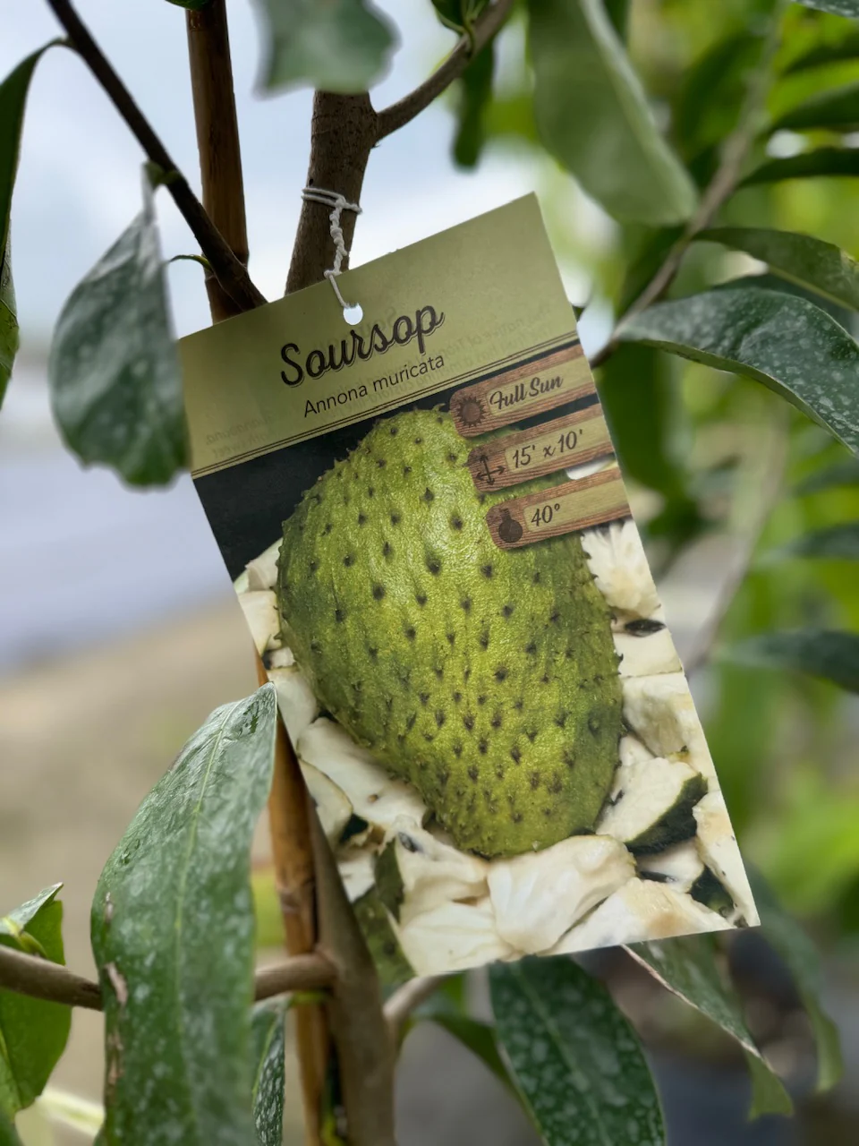 Soursop Guanabana Fruit Tree, Annona Muricata - Image 7
