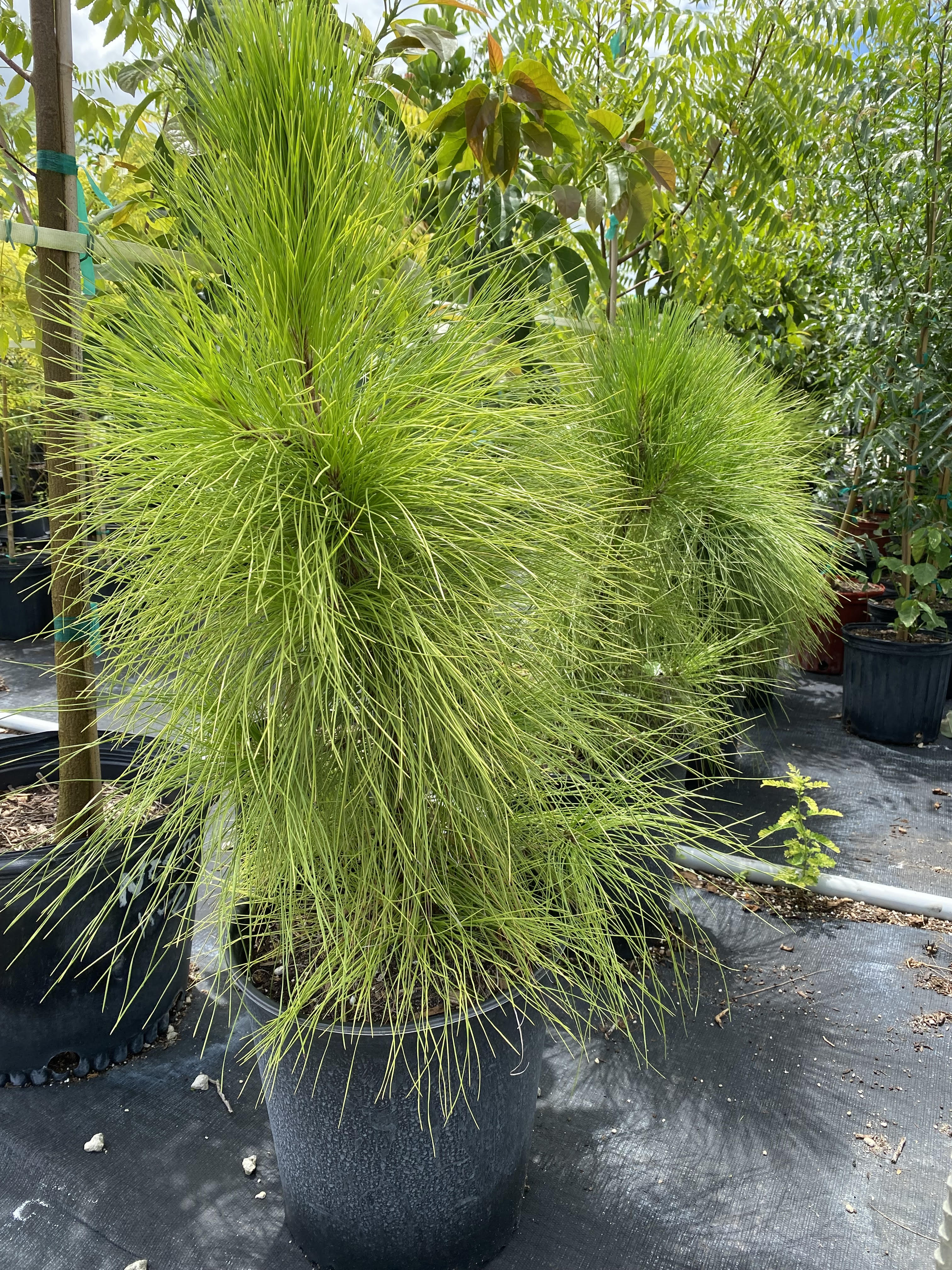 South Florida Slash Pine, Pinus Elliottii Densa - Image 9