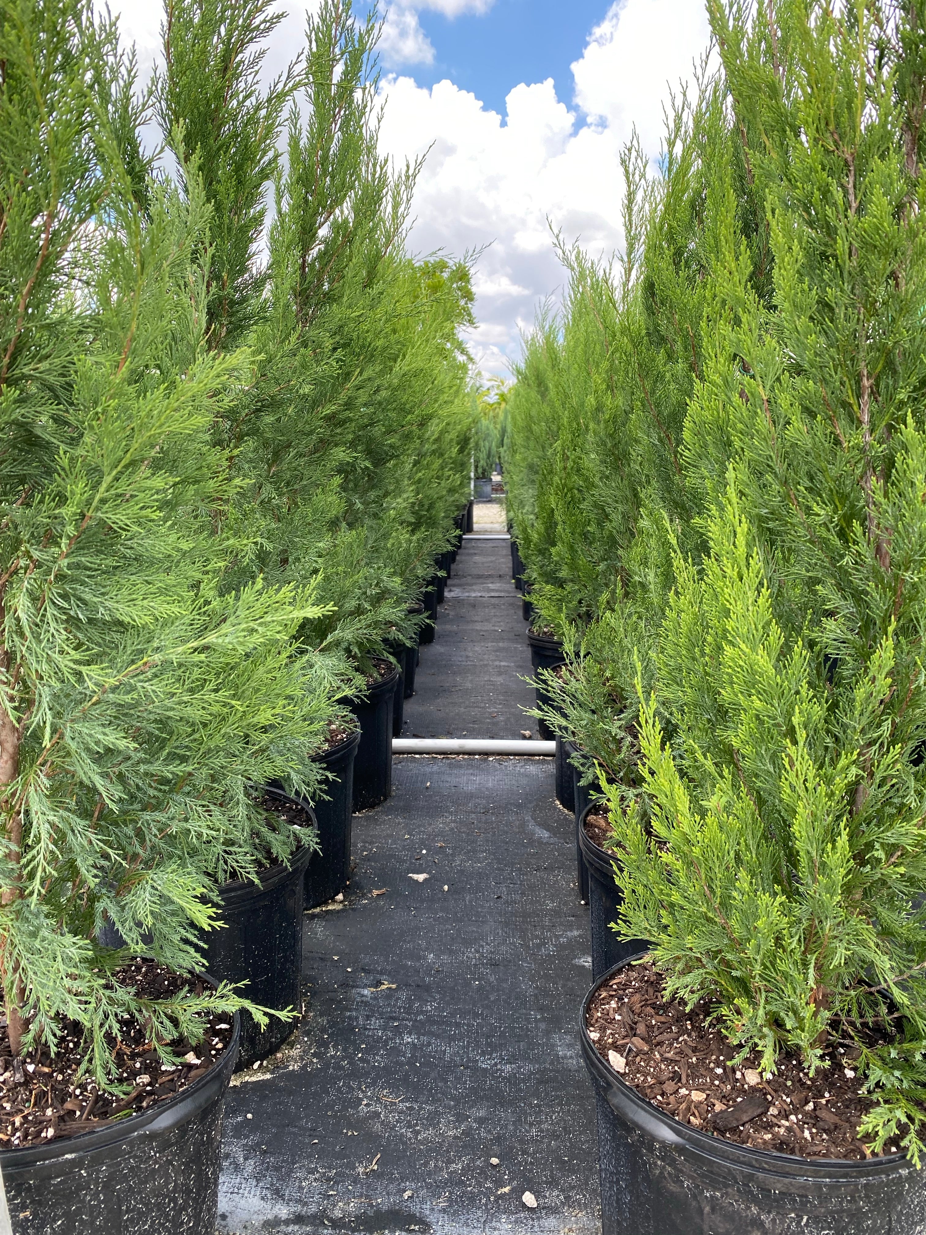 Spartan Juniper Tree, Juniperus chinensis - Image 10