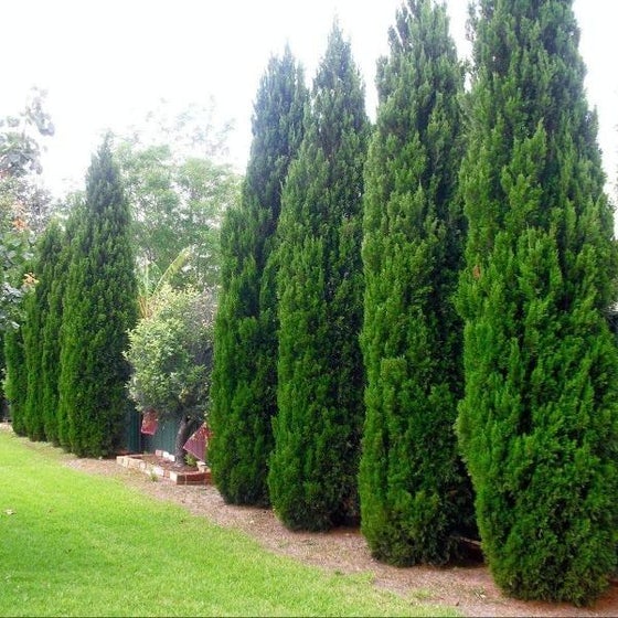 Spartan Juniper Tree, Juniperus chinensis - Image 2