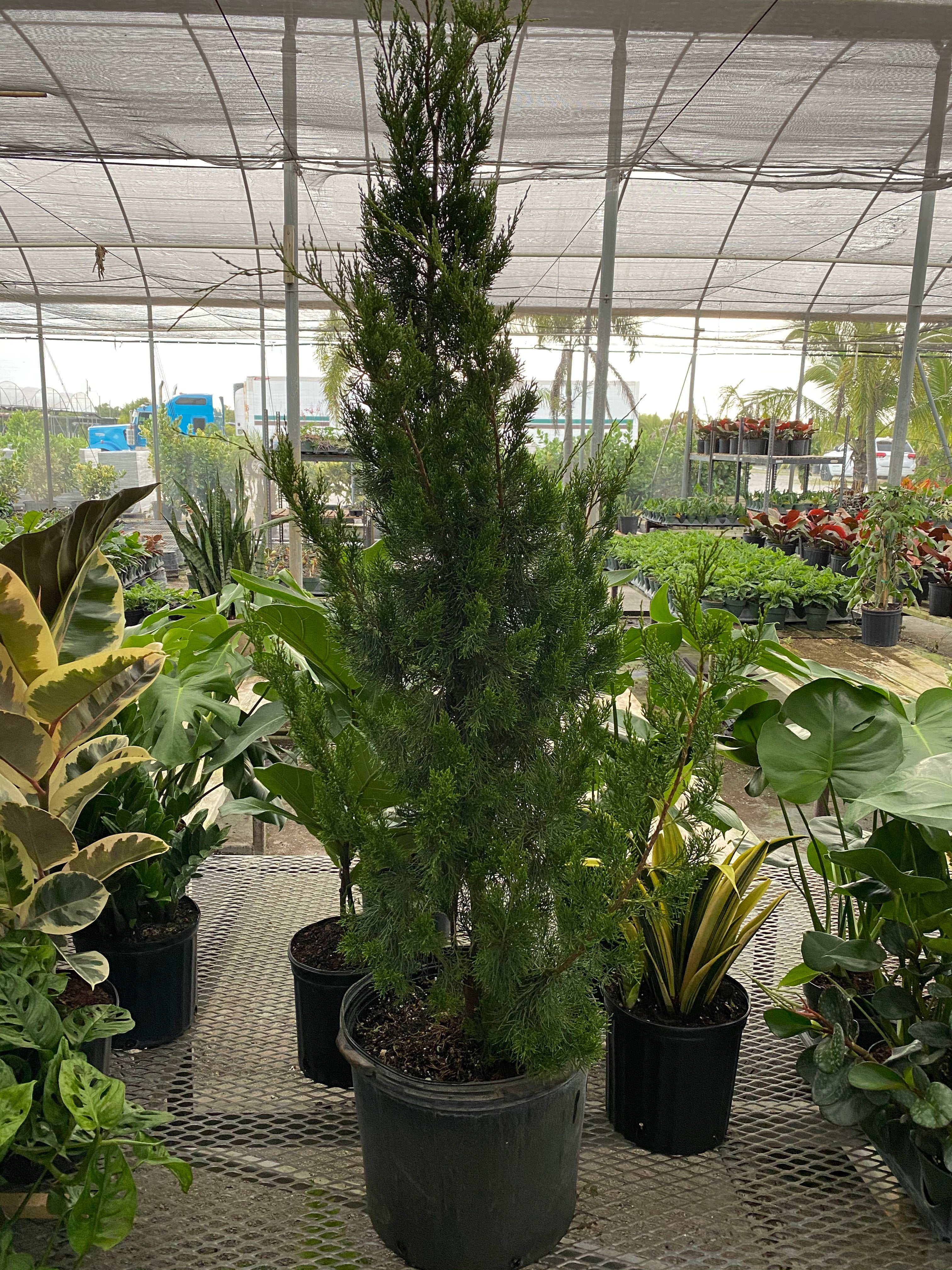 Spartan Juniper Tree, Juniperus chinensis - Image 6