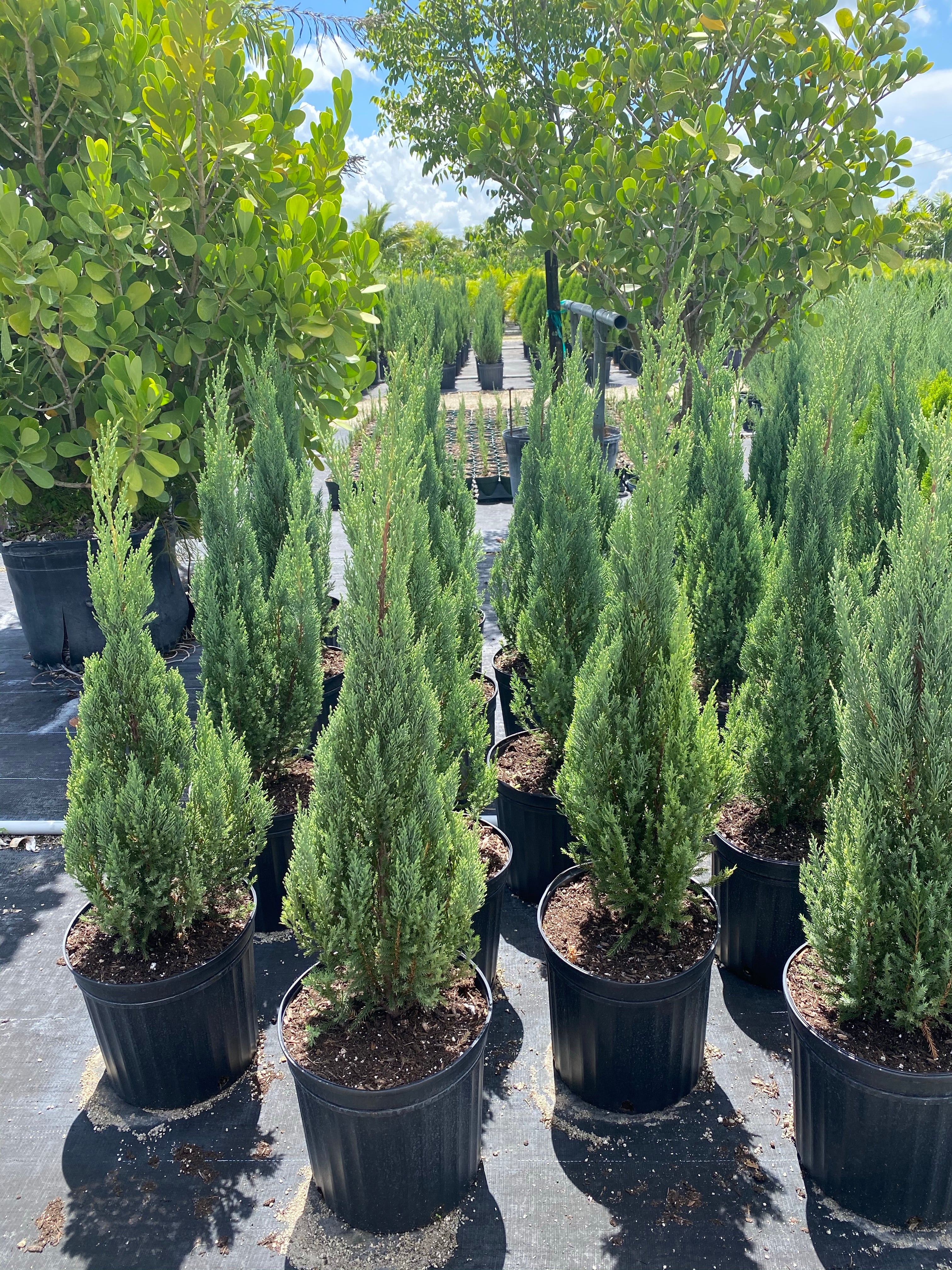 Spiny Greek Juniper, Juniperus Chinensis - Image 7