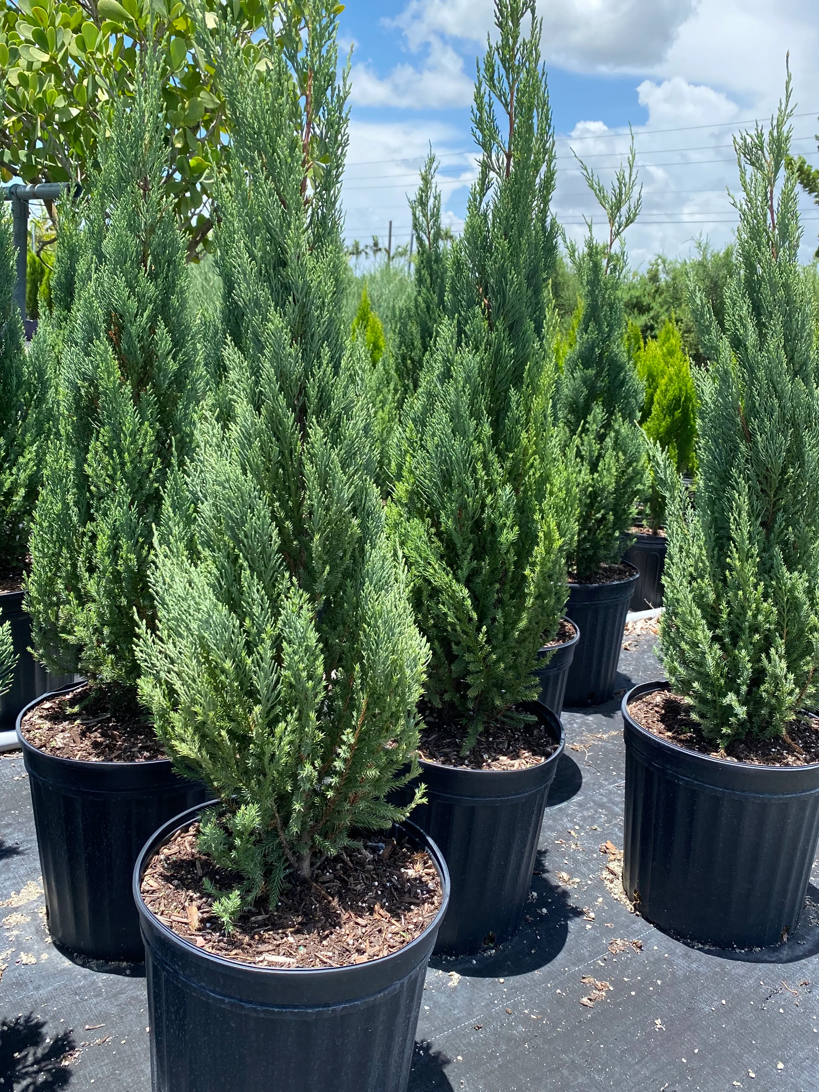 Spiny Greek Juniper, Juniperus Chinensis - Image 8