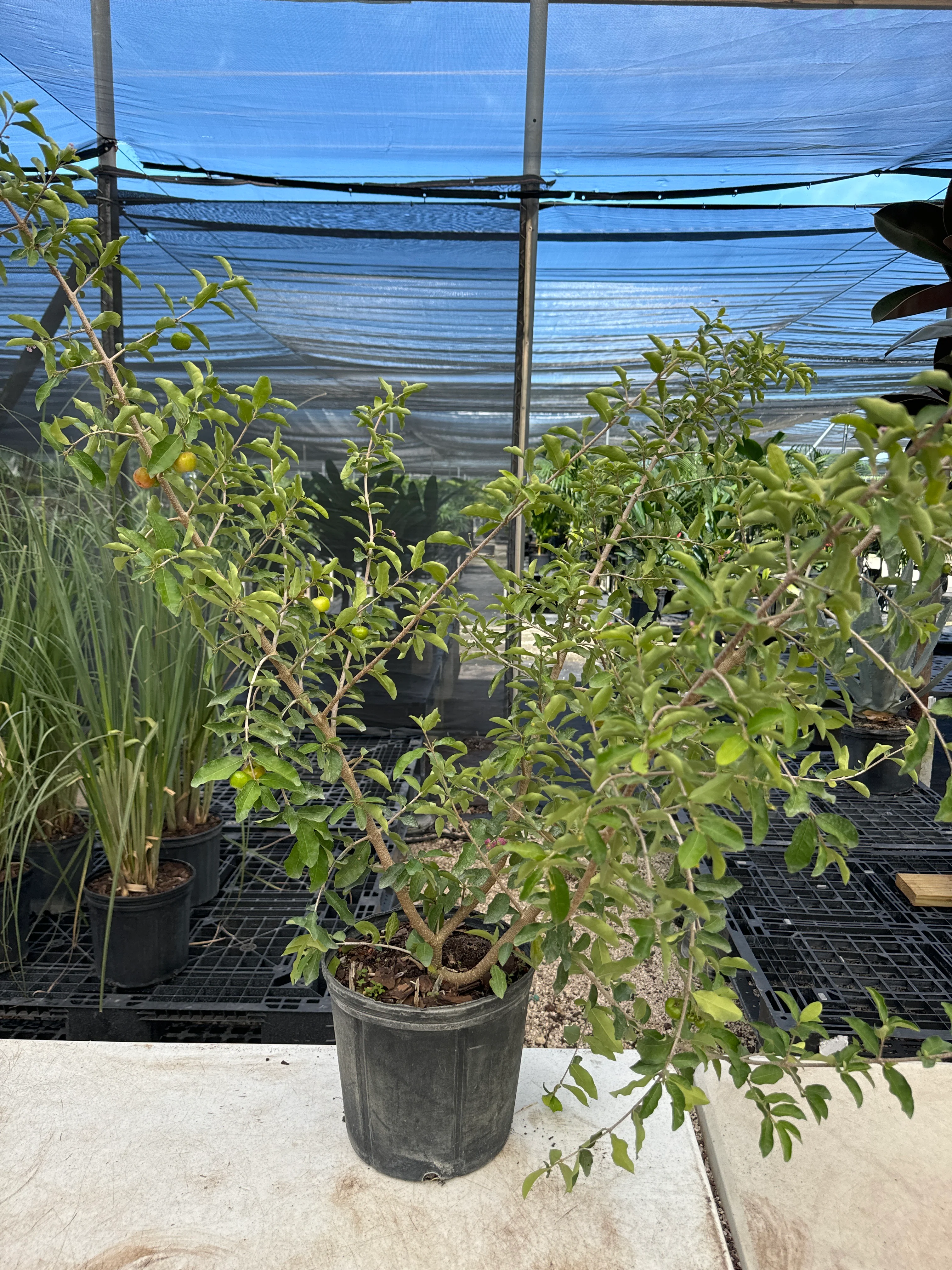 Strawberry Tree, Jamaican Cherry Fruit Tree - Image 4