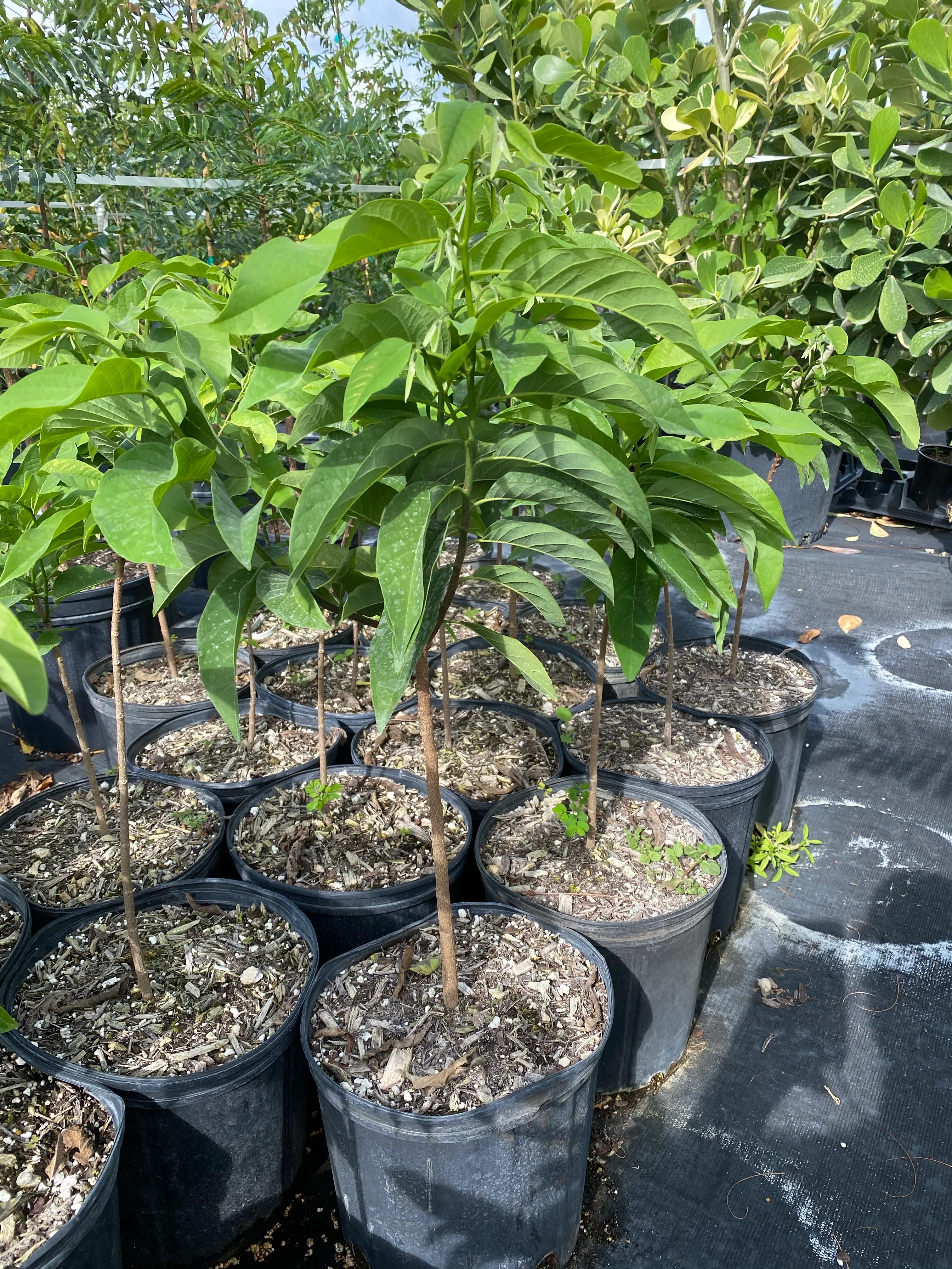 Sugar Apple Fruit Tree, Sweetsop Tree - Image 2