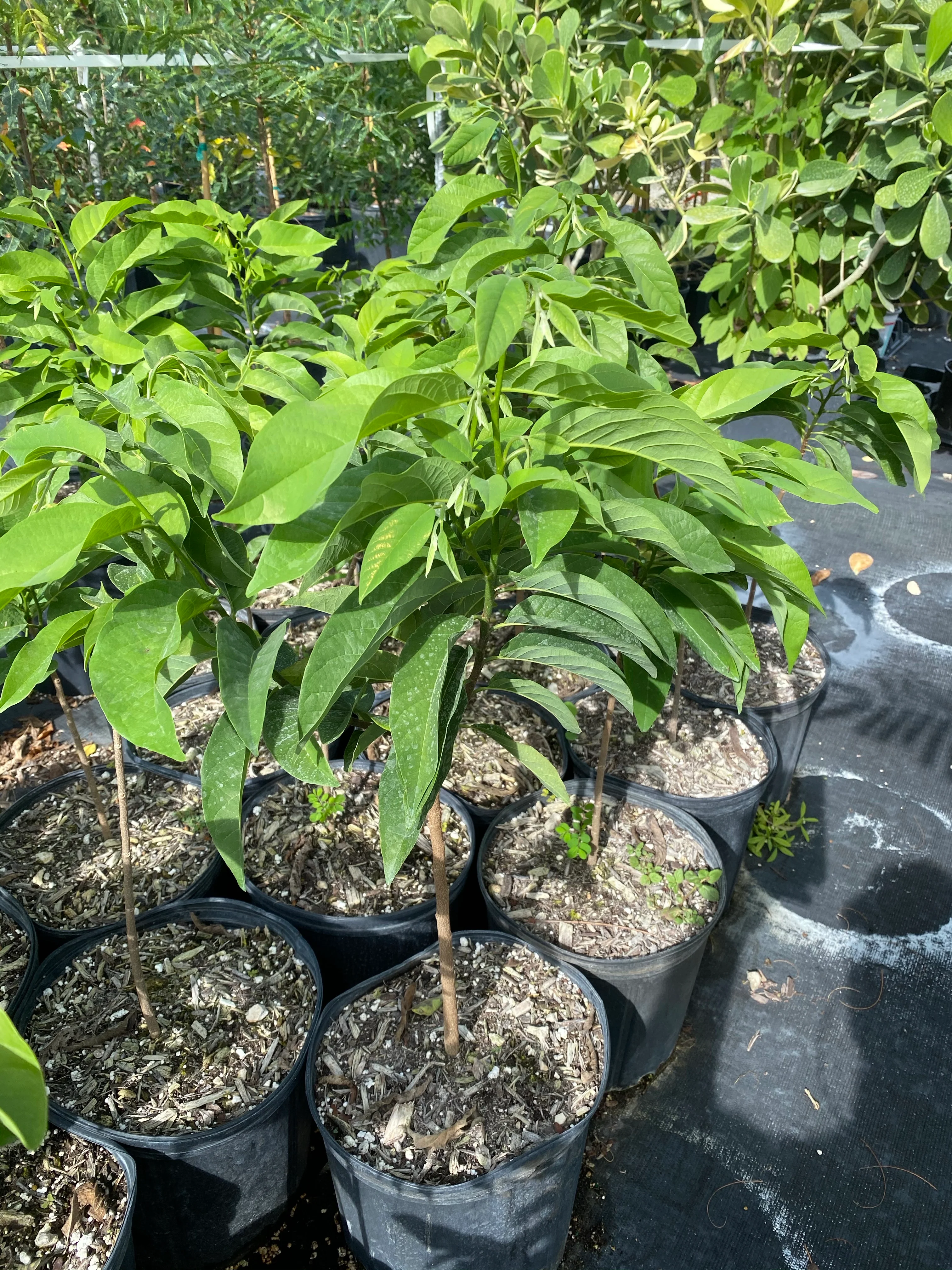 Sugar Apple Fruit Tree, Sweetsop Tree - Image 3