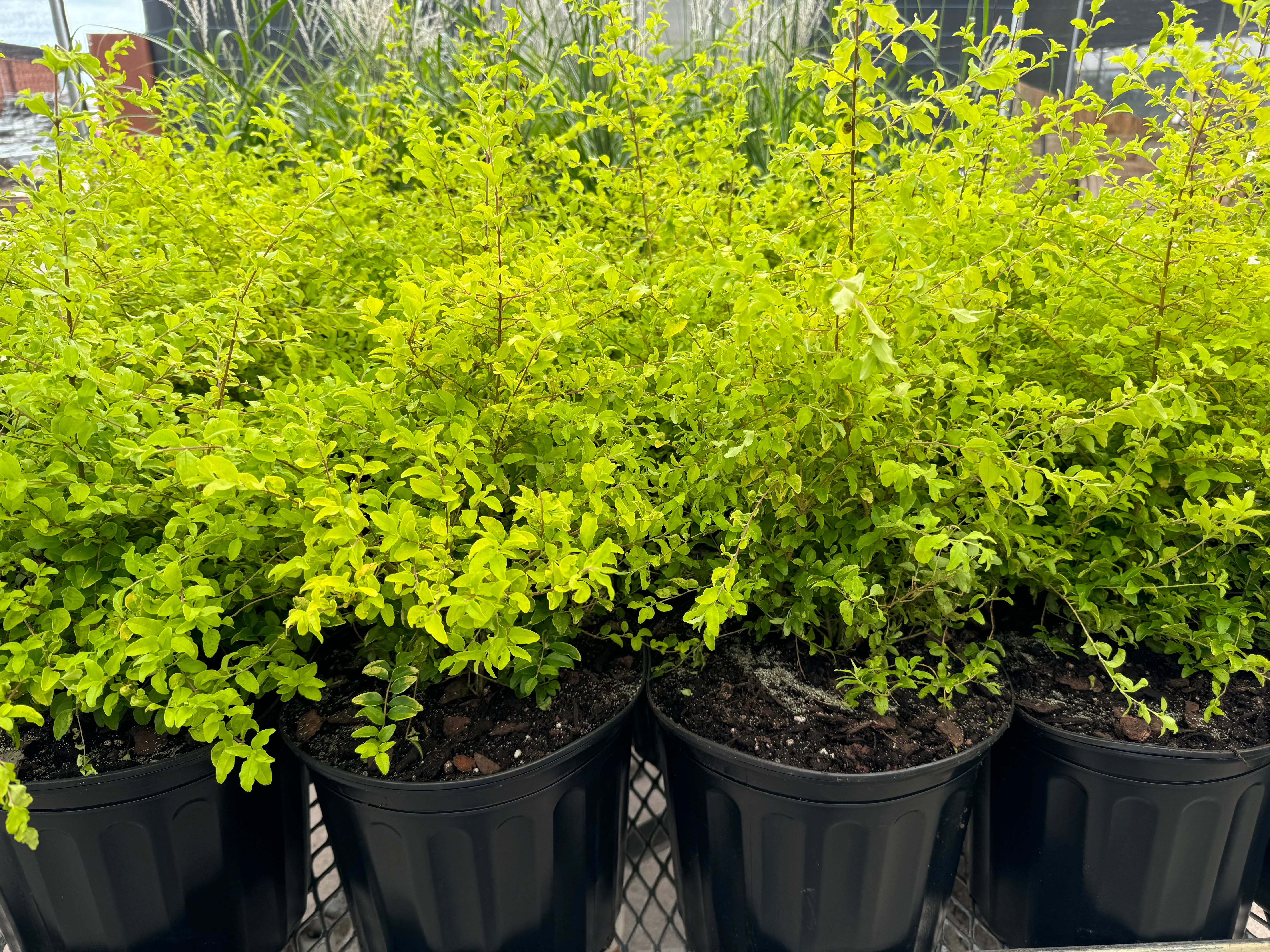 Sunshine Ligustrum Shrub, Ligustrum Sinense - Image 3