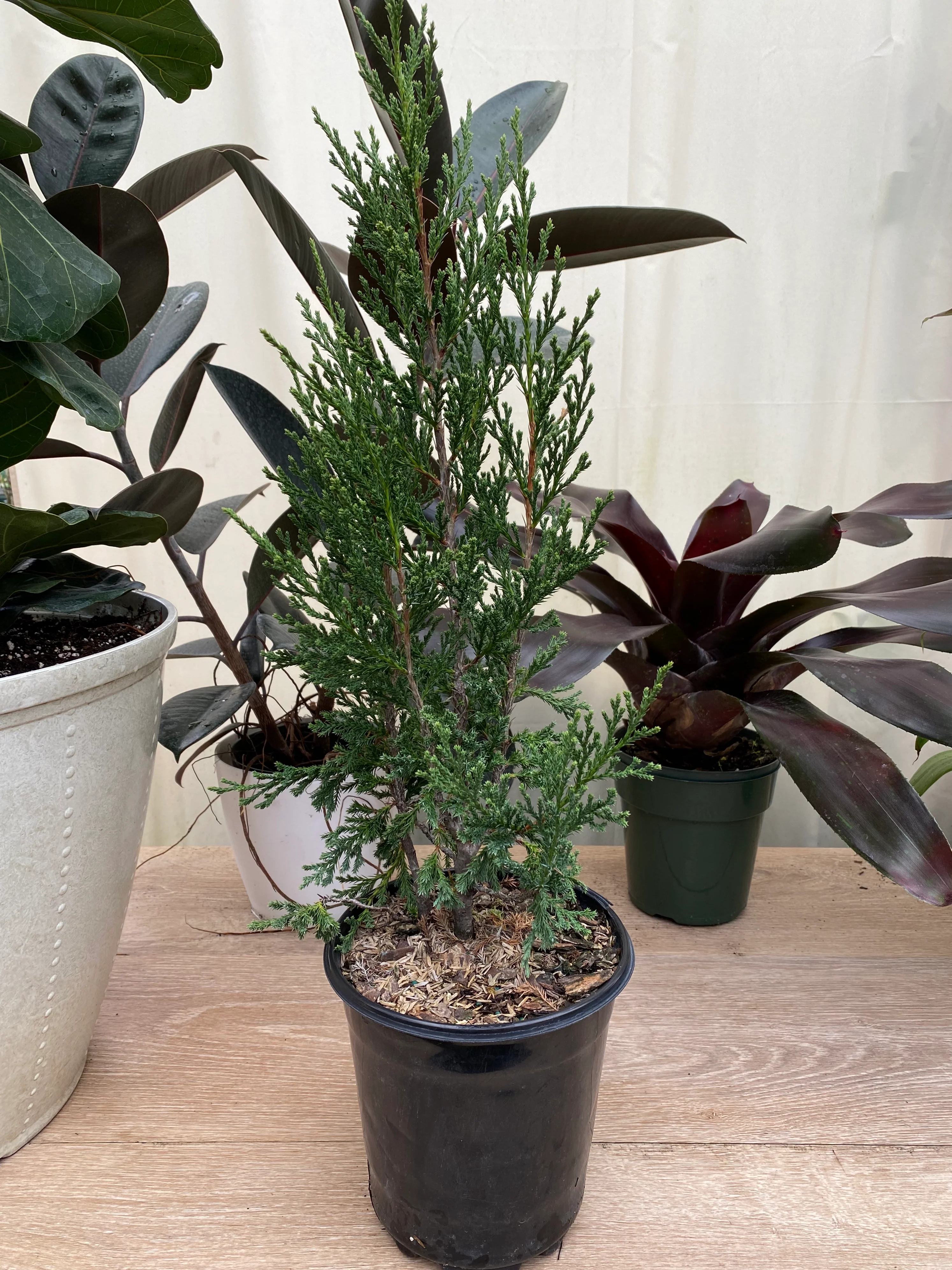 Taylor Juniper Tree, Eastern Red Cedar - Image 7