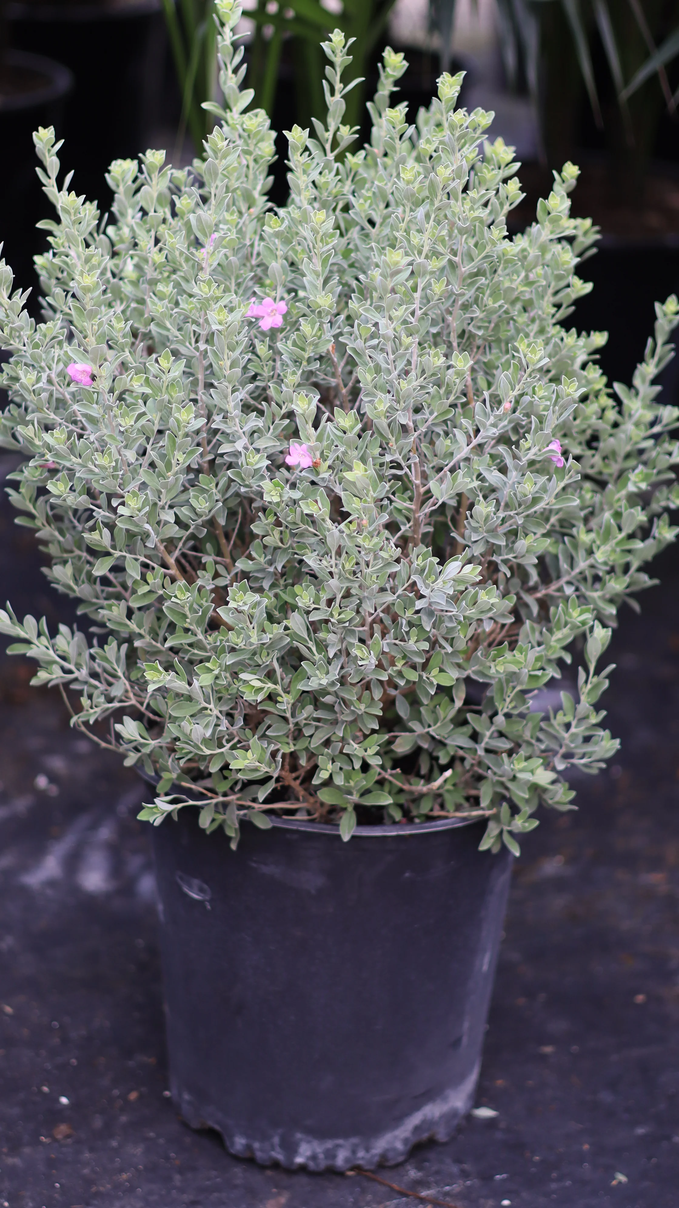 Texas Sage, Silverleaf Purple Sage - Image 10
