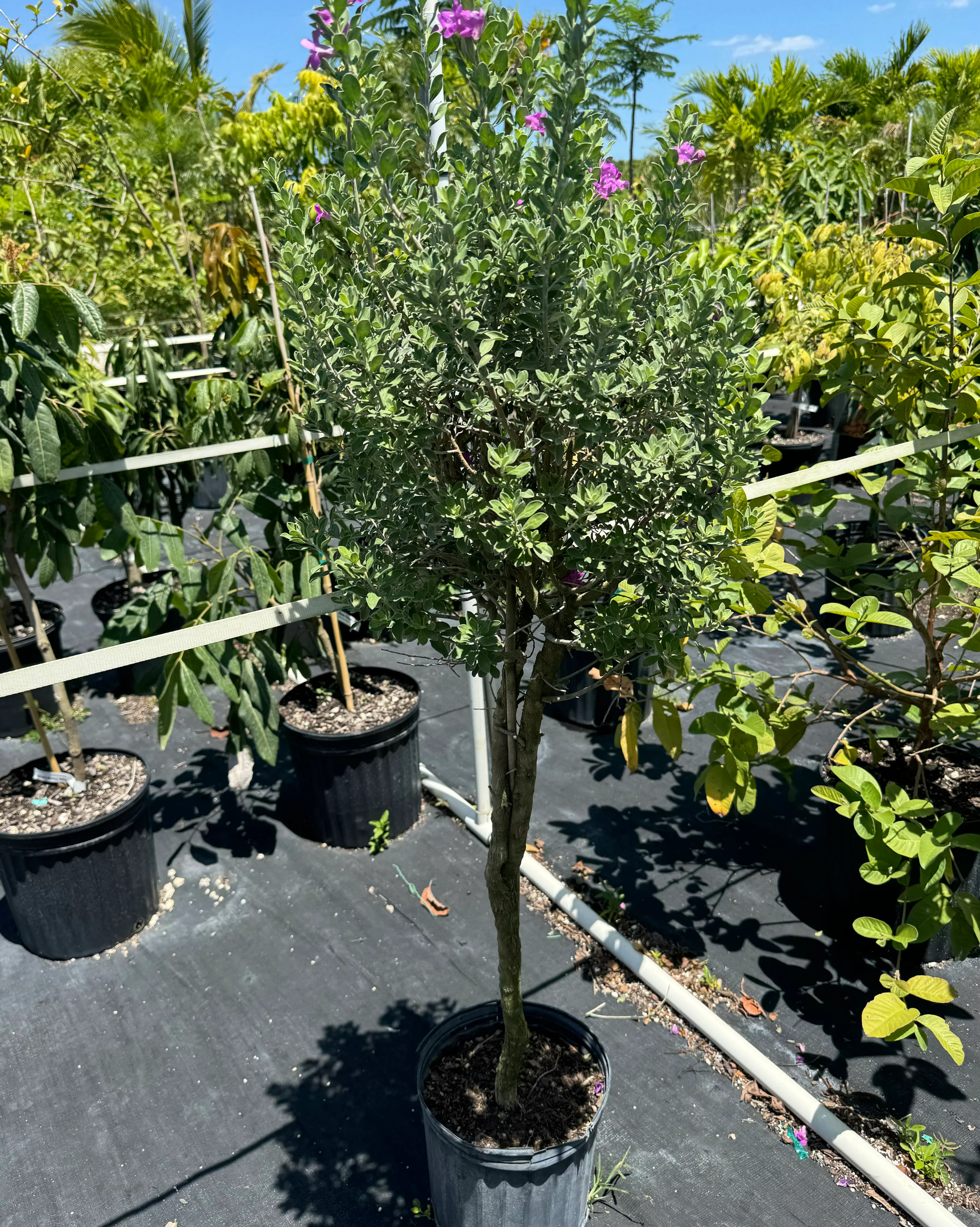 Texas Sage, Tree Form Silverleaf Purple Sage - Image 4