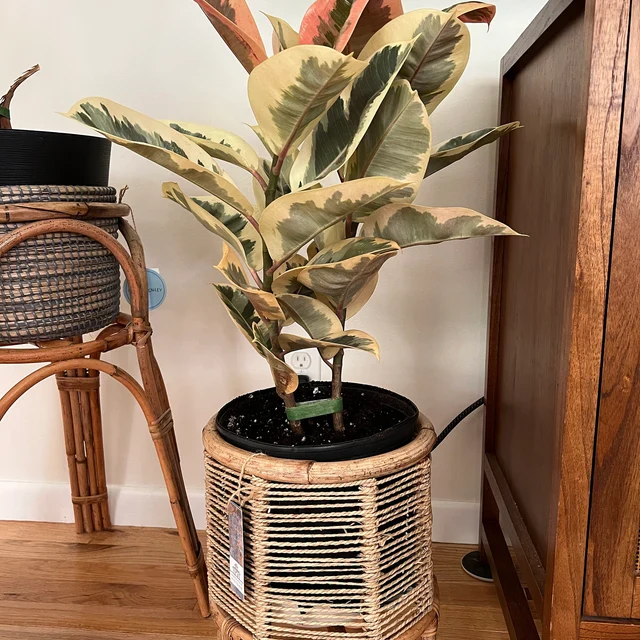 Ficus Tineke Bush Form, Deco Pot White - Image 10