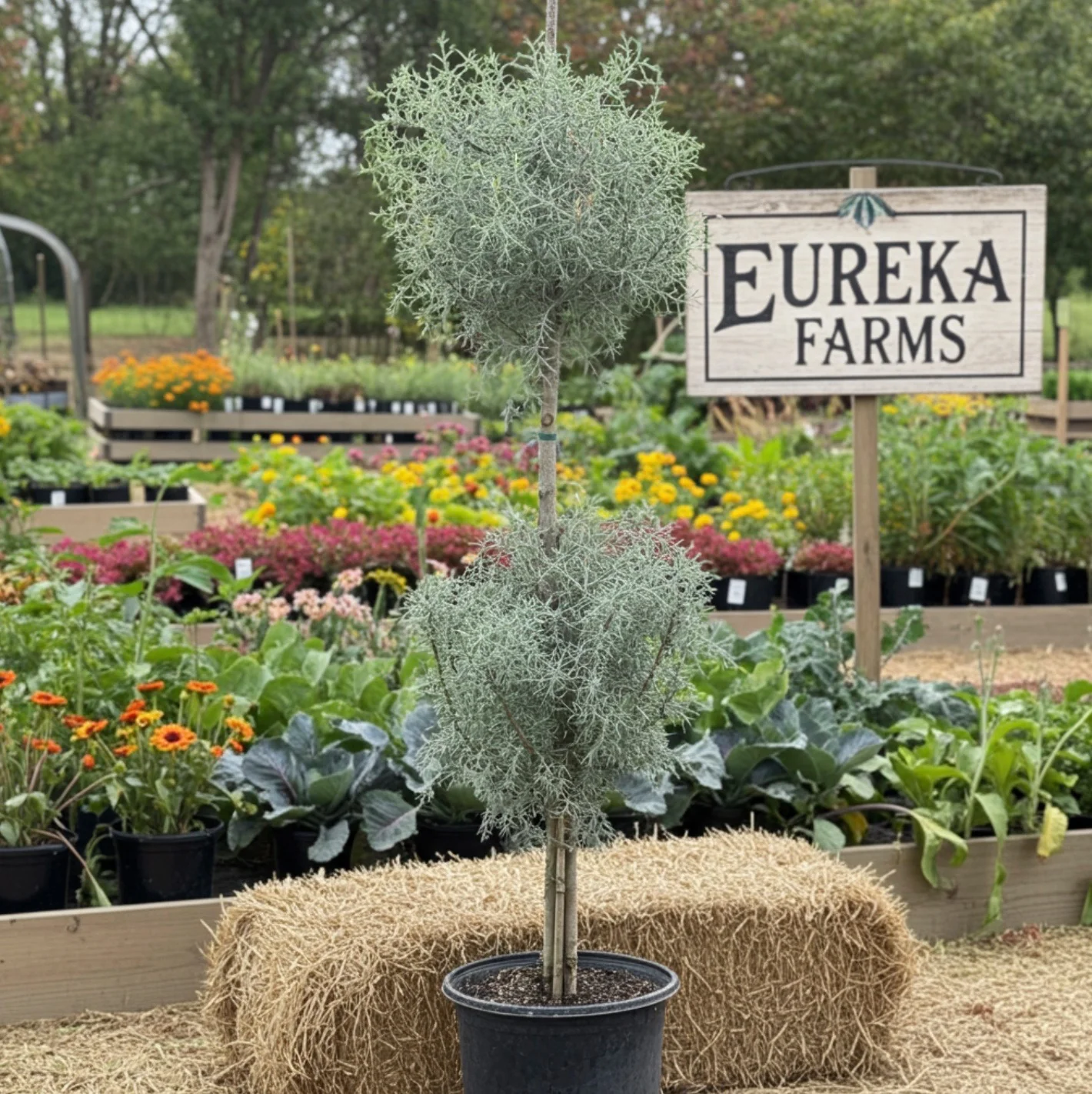 Topiary 2-Ball Carolina Sapphire