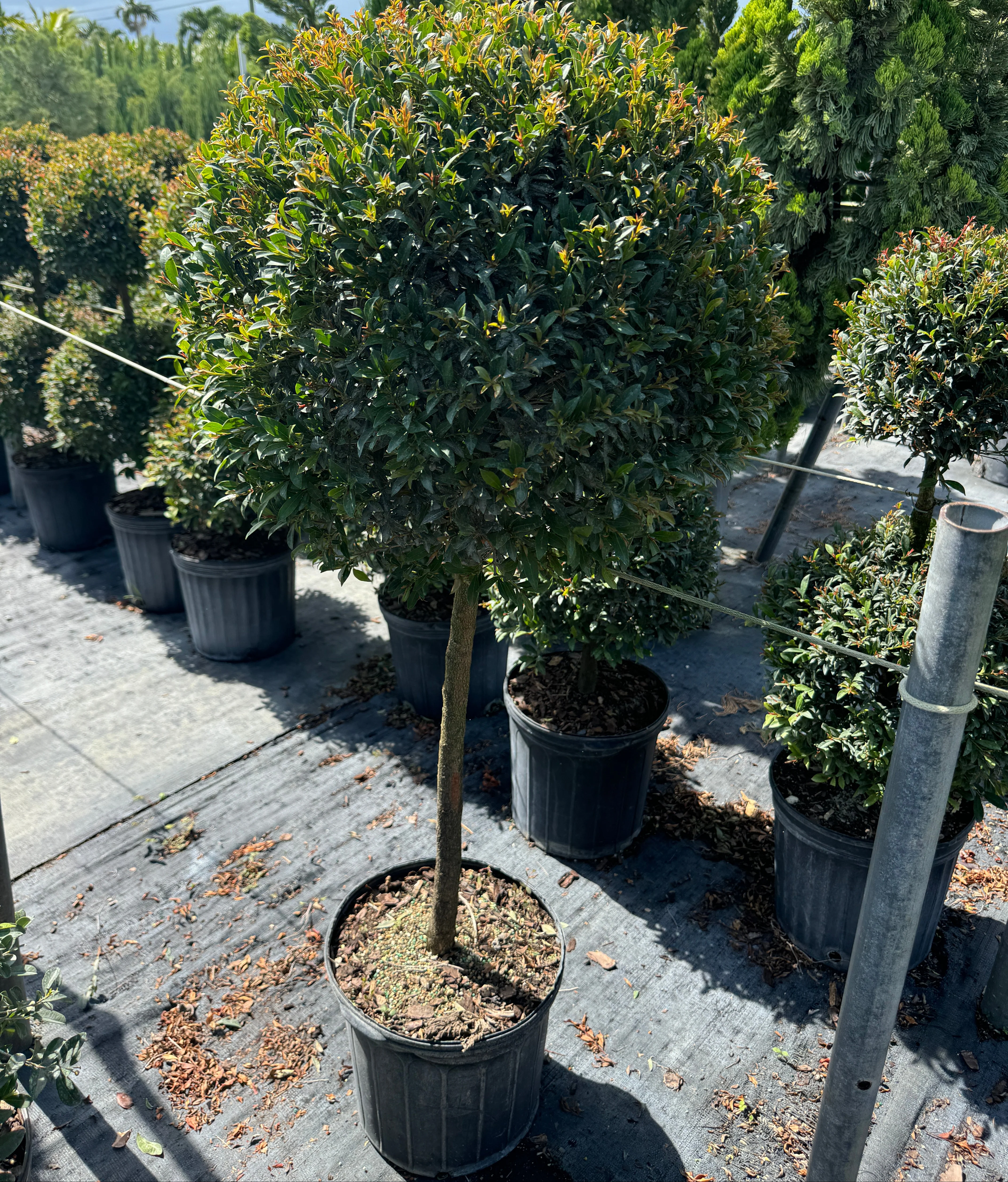 Topiary Eugenia 1-Ball Tree Form - Image 3