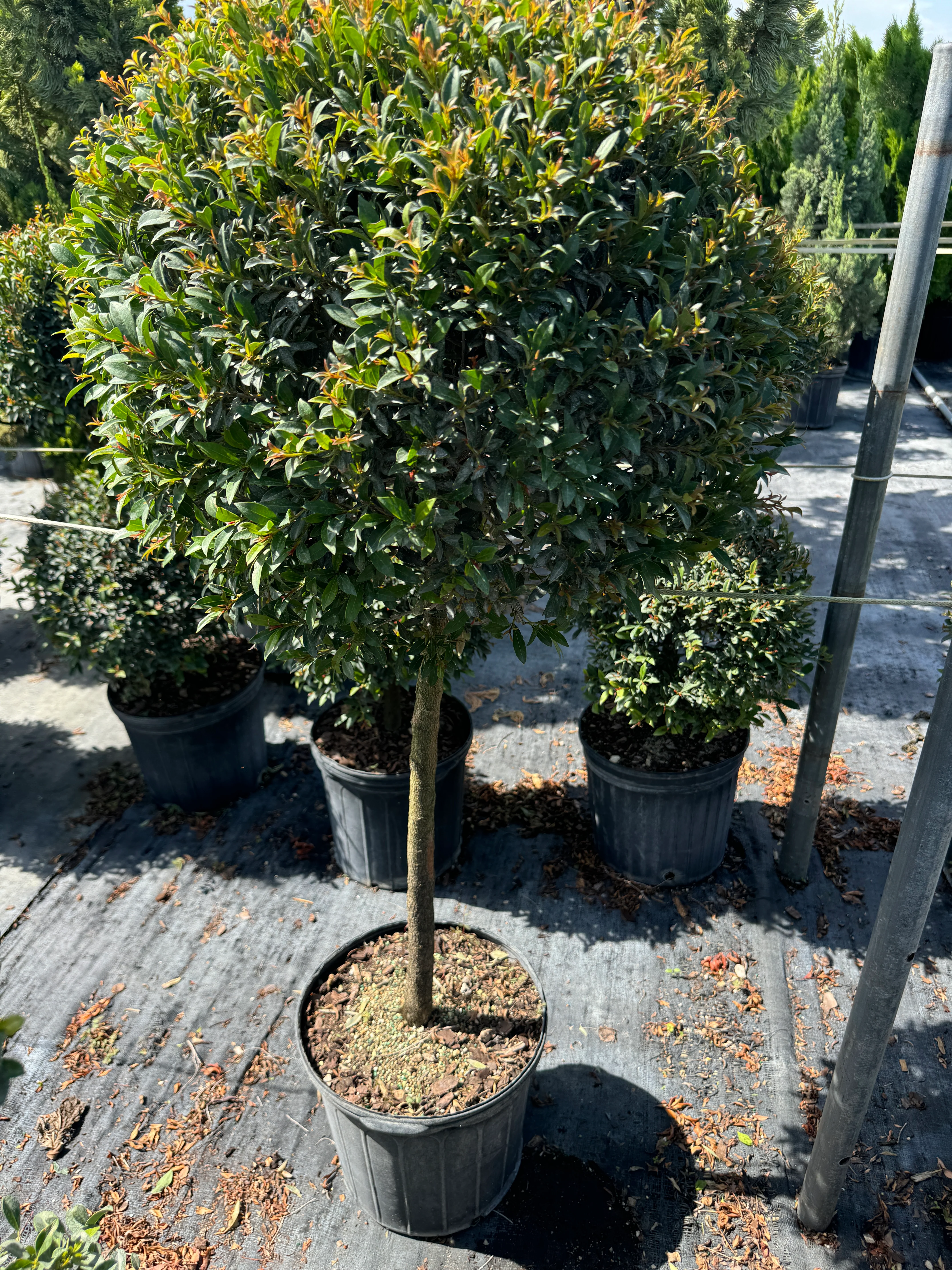 Topiary Eugenia 1-Ball Tree Form - Image 4