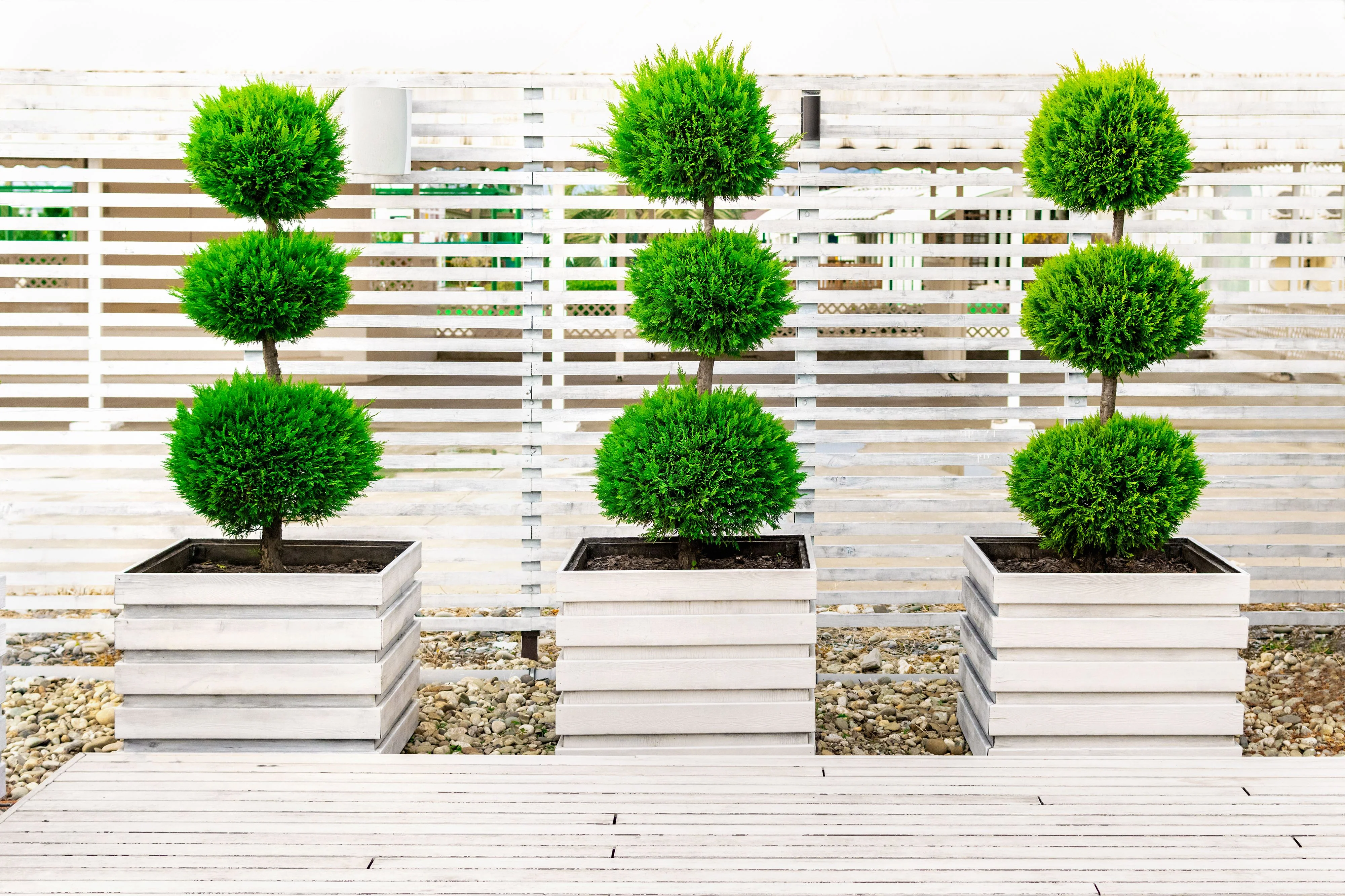 Topiary Eugenia 3-Ball Tree Form - Image 3