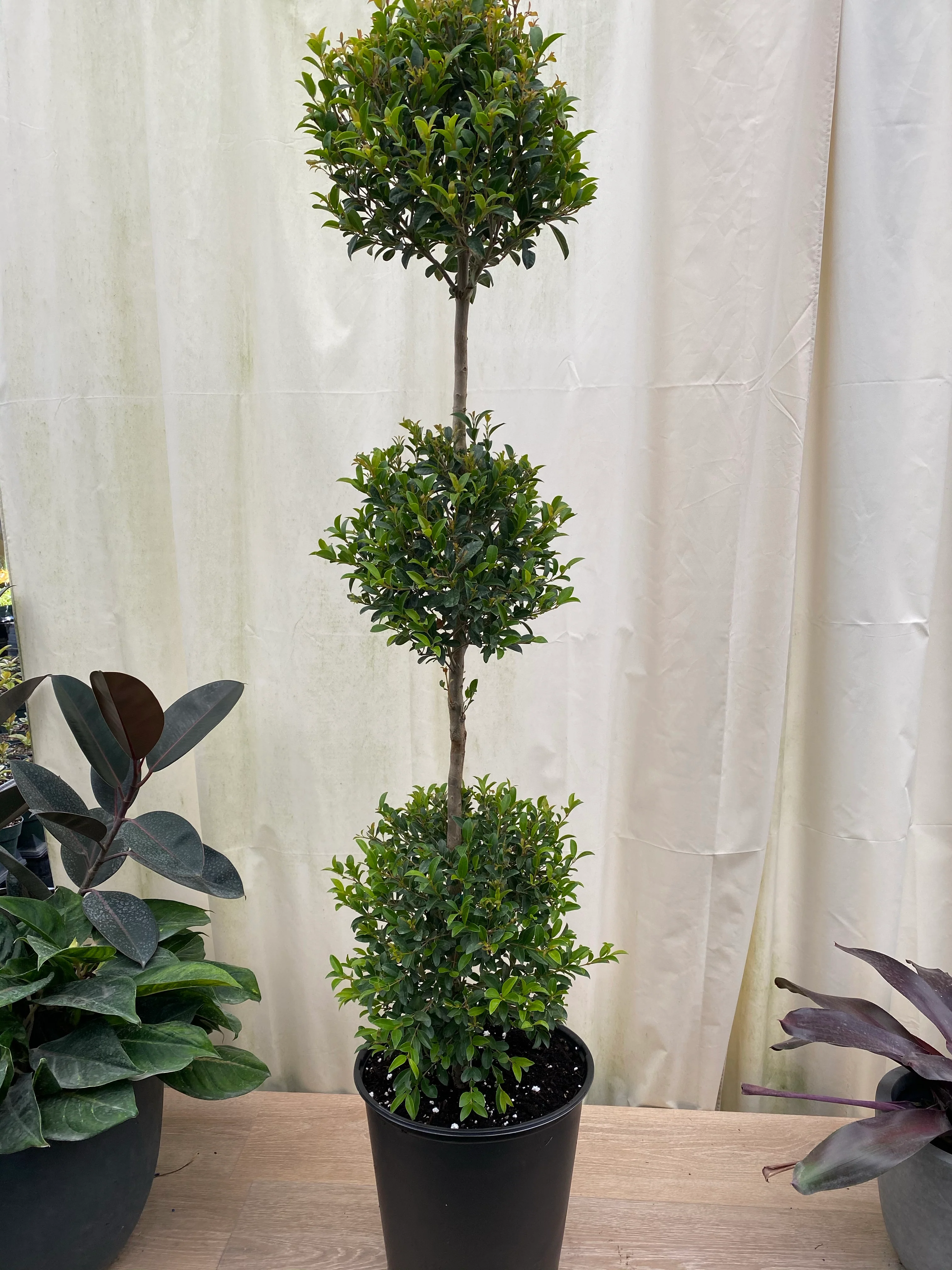 Topiary Eugenia 3-Ball Tree Form - Image 4