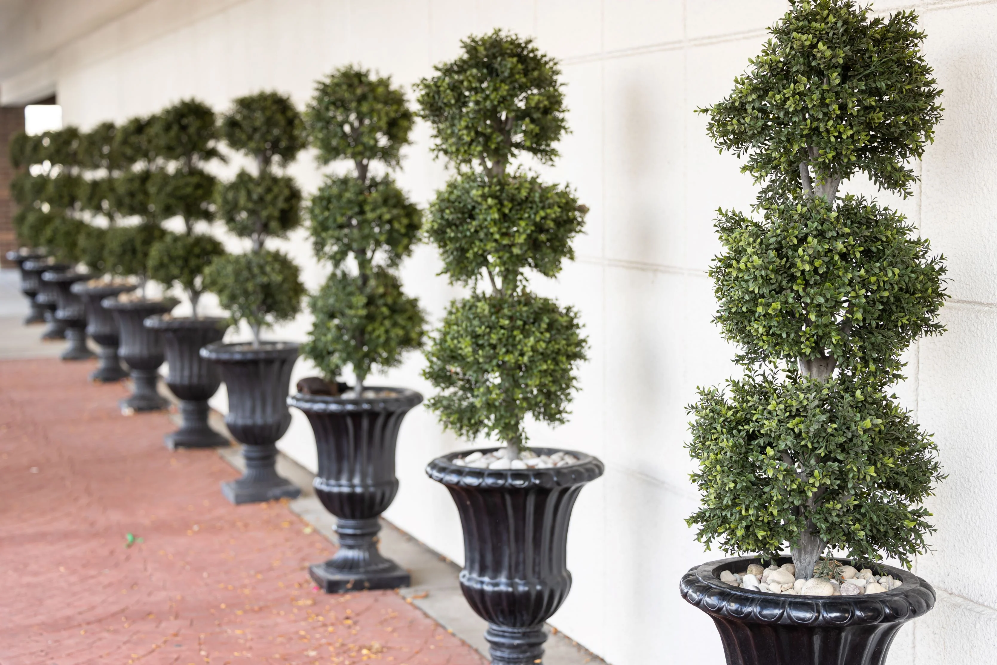 Topiary Eugenia 3-Ball Tree Form - Image 5
