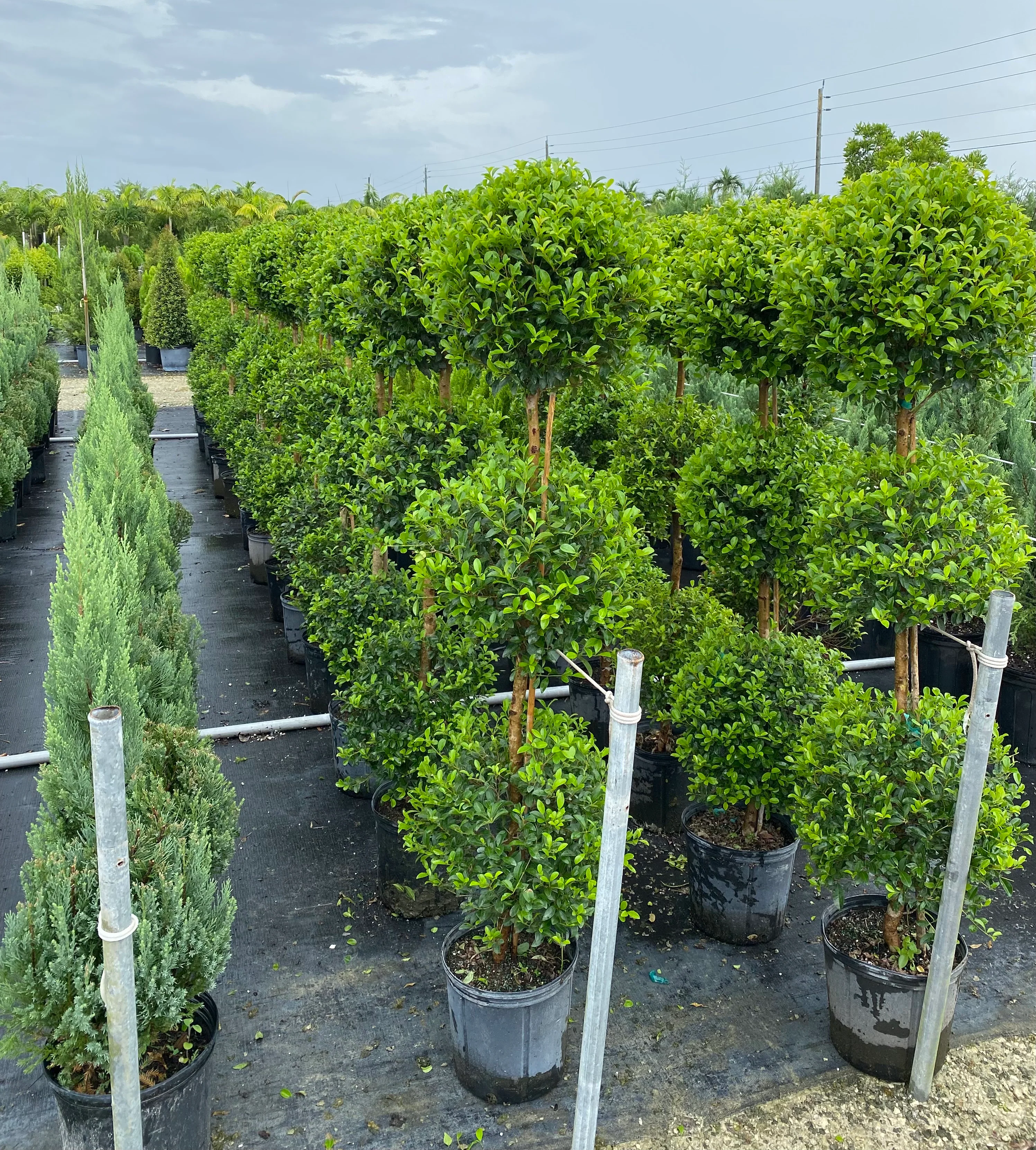 Topiary Eugenia 3-Ball Tree Form - Image 6