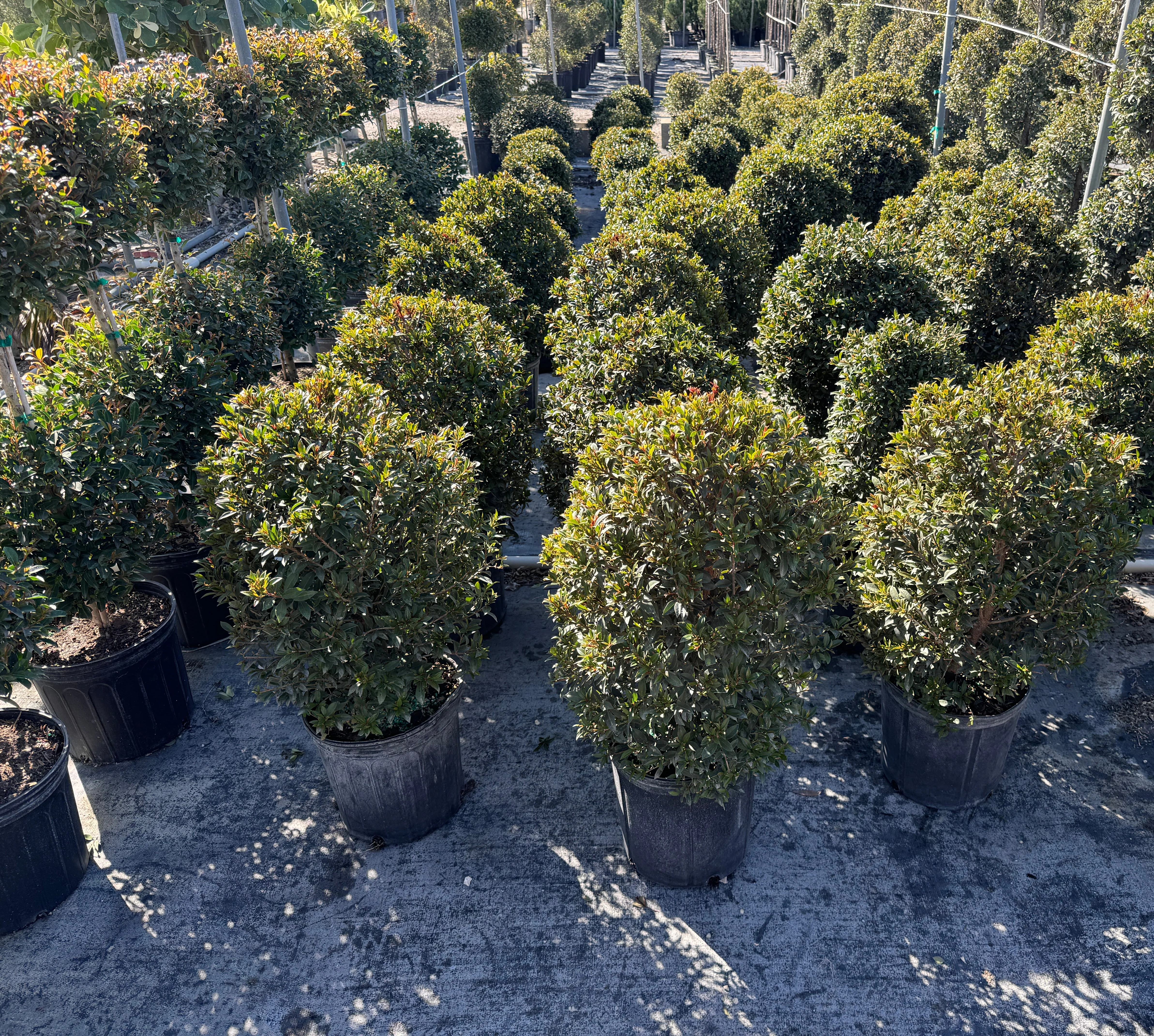 Topiary Eugenia Cosmic Egg Shape - Image 7