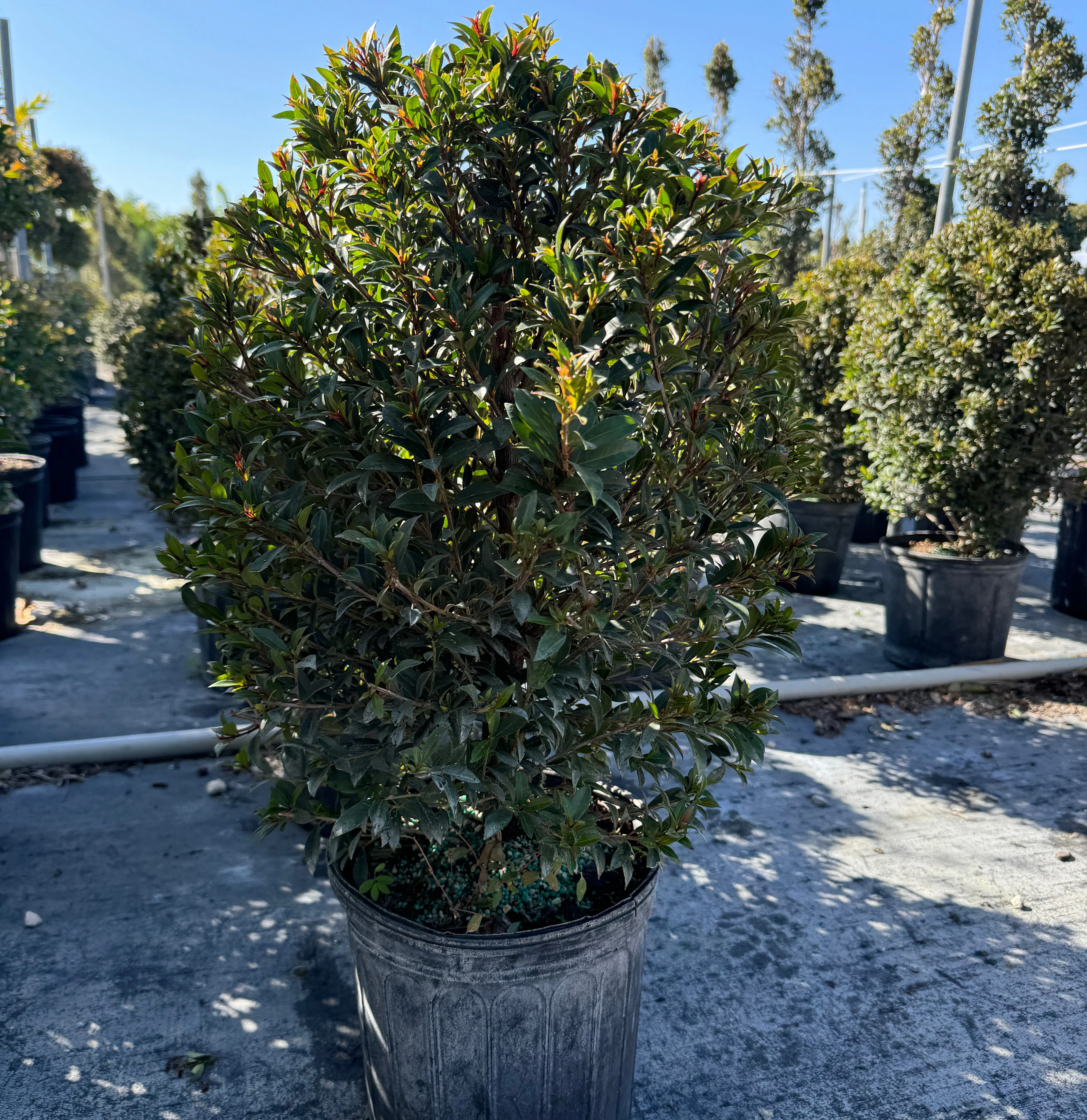 Topiary Eugenia Cosmic Egg Shape - Image 8