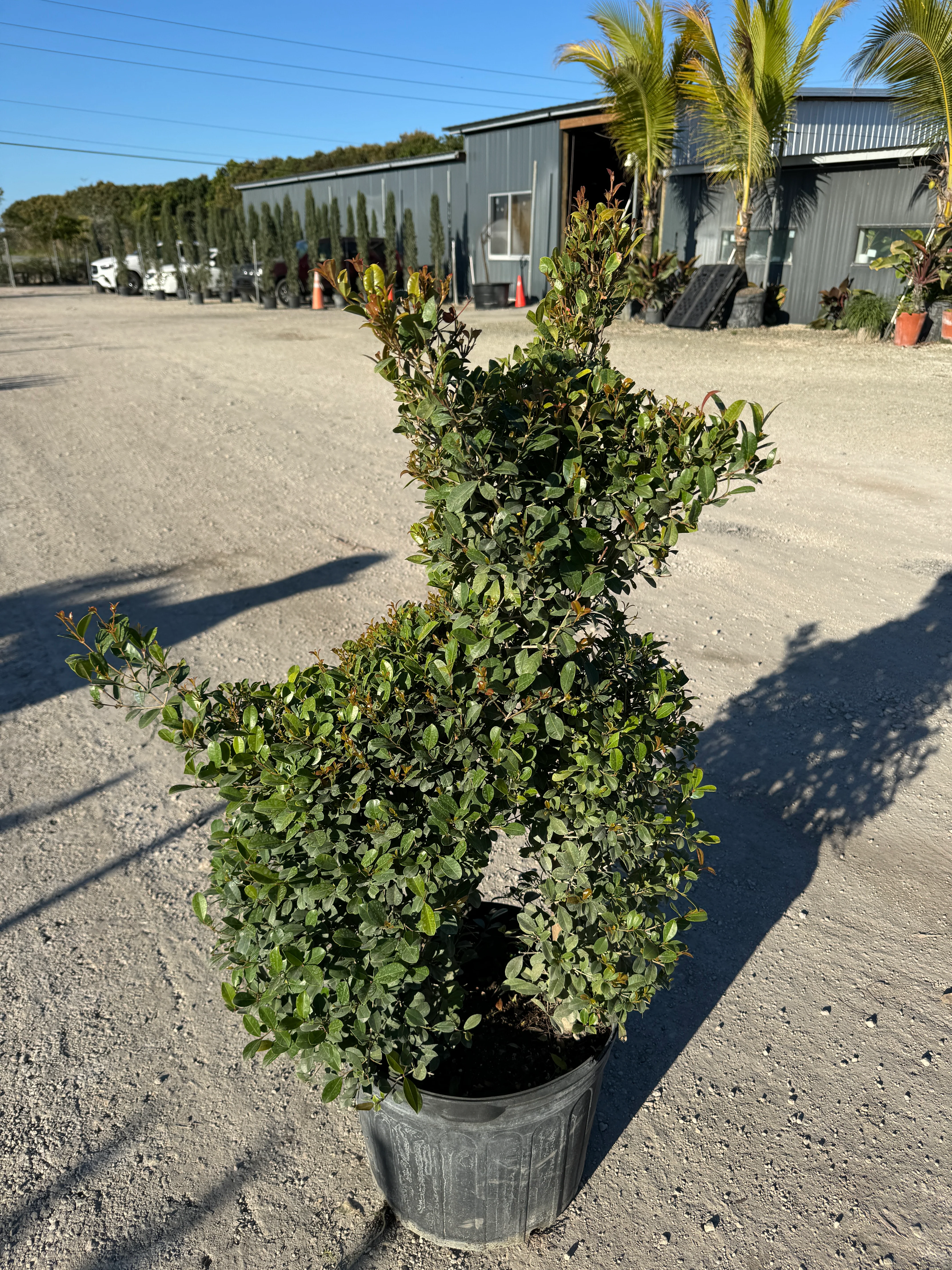 Topiary Eugenia Dog Form, Frenchie Style - Image 3