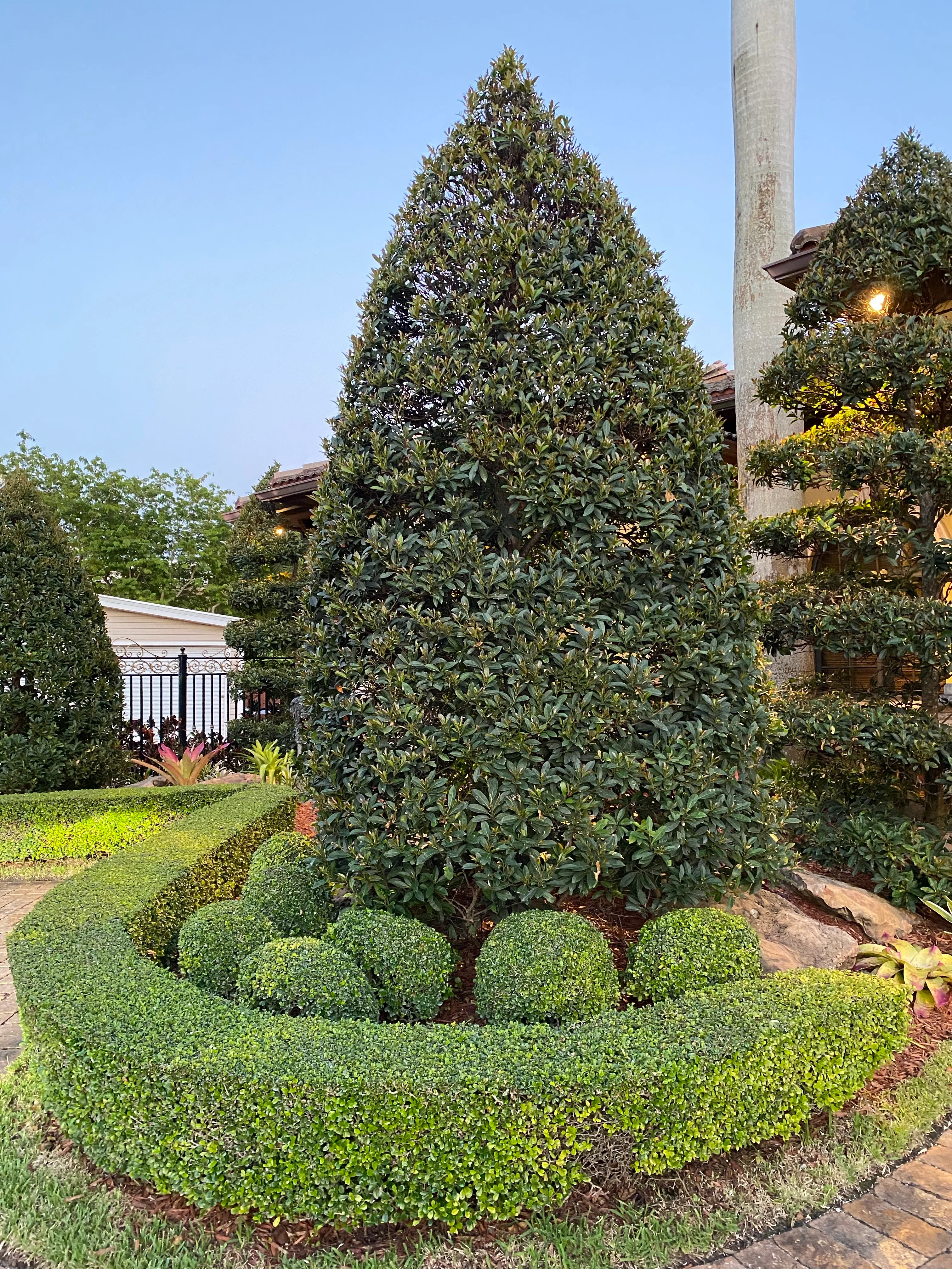 Topiary Eugenia Globulus Sphere Tree - Image 3