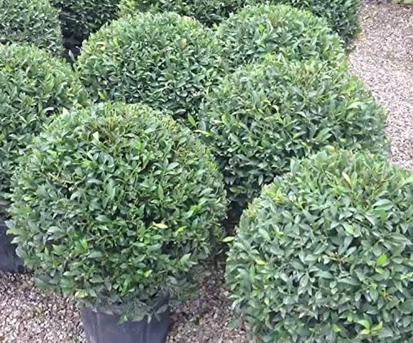 Topiary Eugenia Globulus Sphere Tree - Image 4