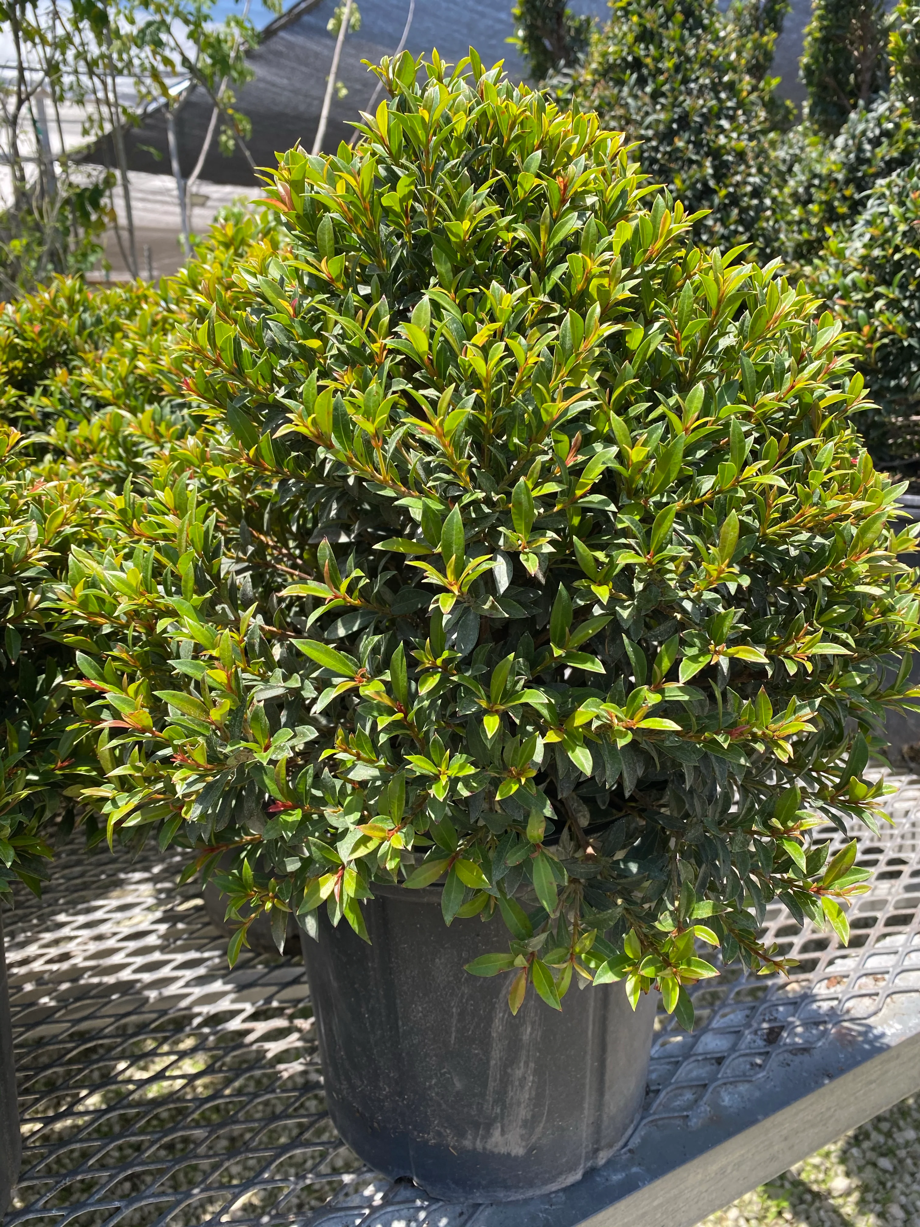 Topiary Eugenia Globulus Sphere Tree - Image 5